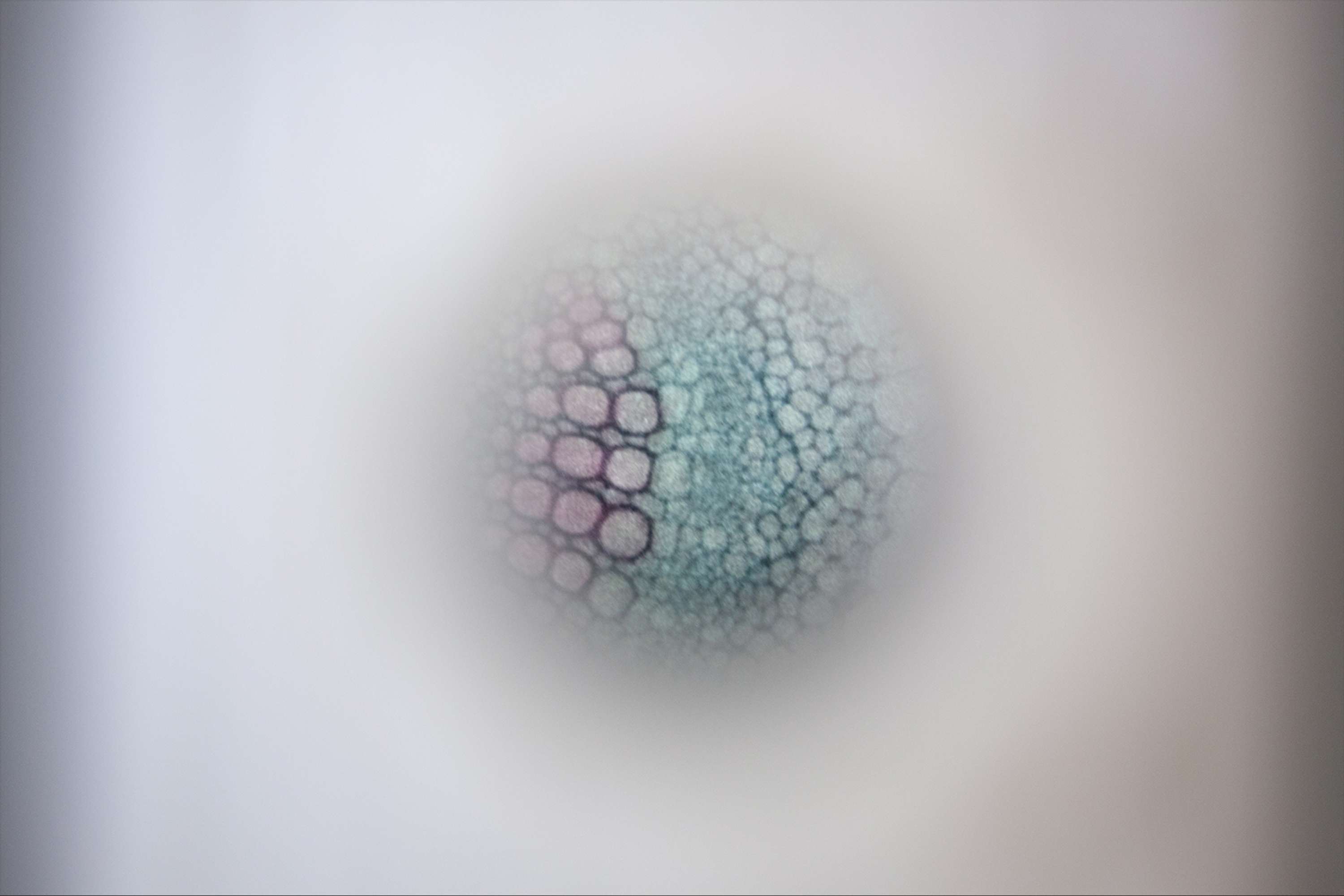 Institute of Primal Colour, Bompas & Parr by Stephanie Williams