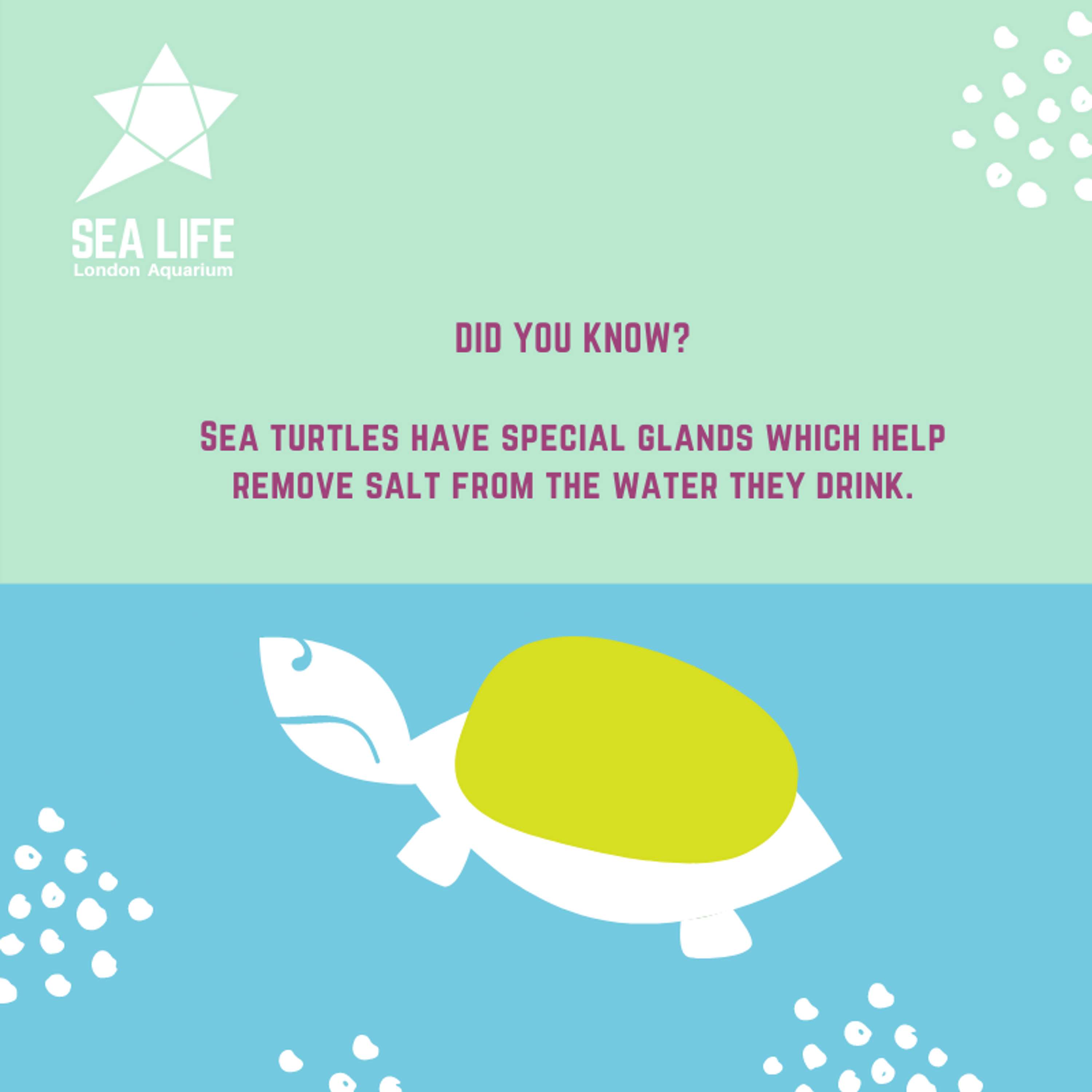 Sea Life Branding Refresh by Britney Piggott