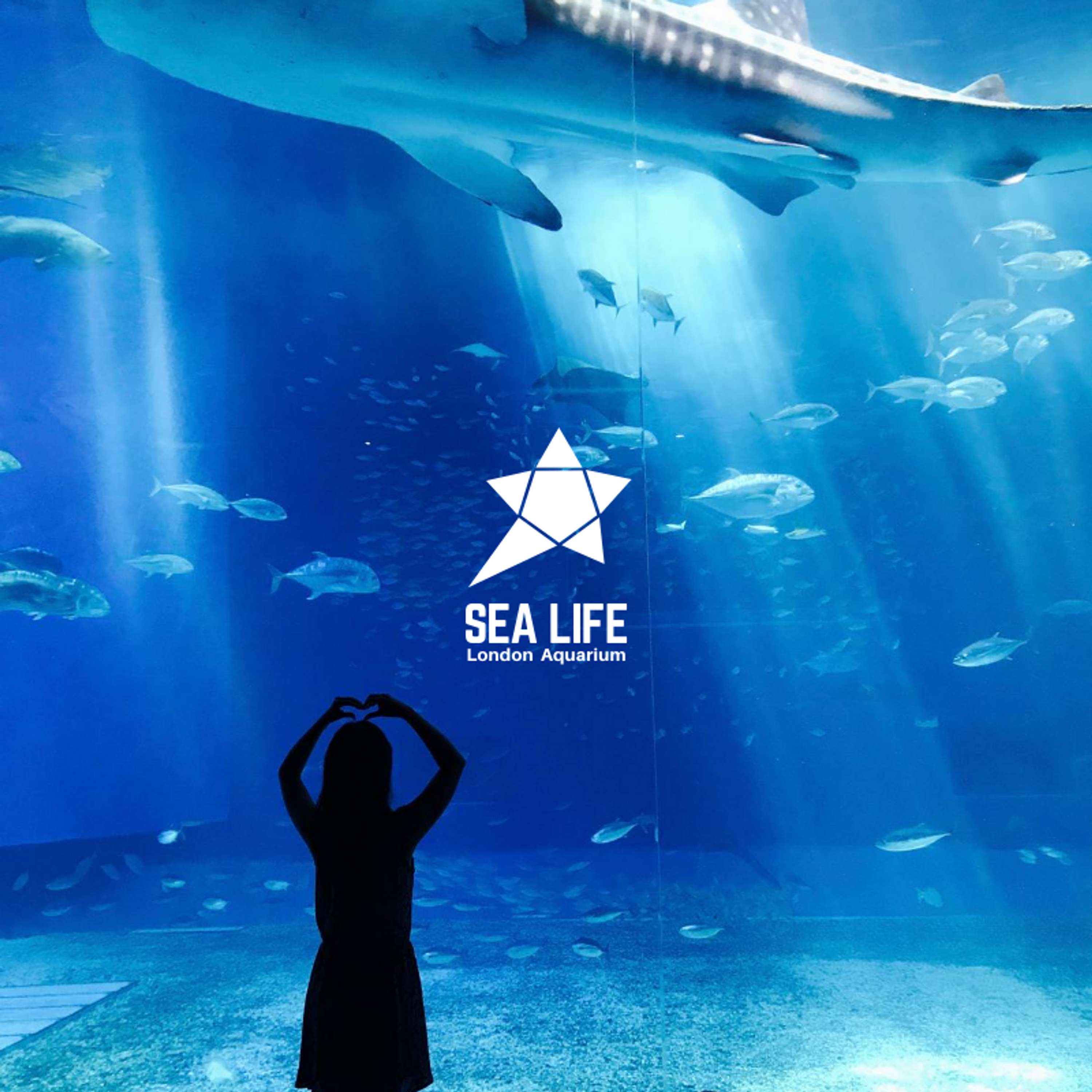Sea Life Branding Refresh by Britney Piggott