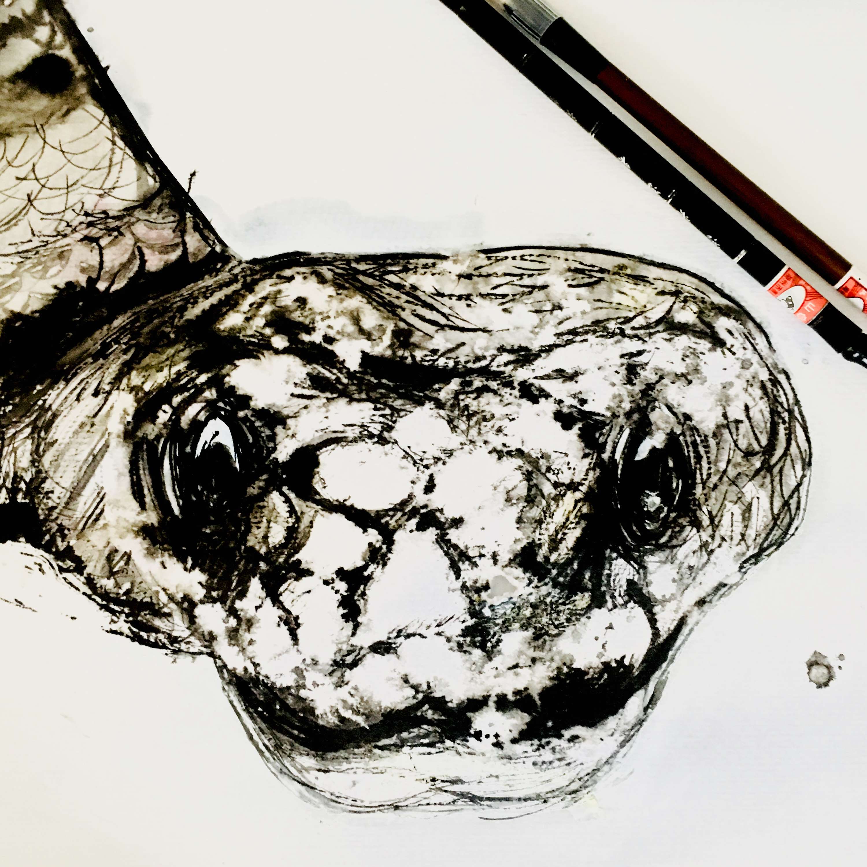 Ink illustrations by Shona Charlton