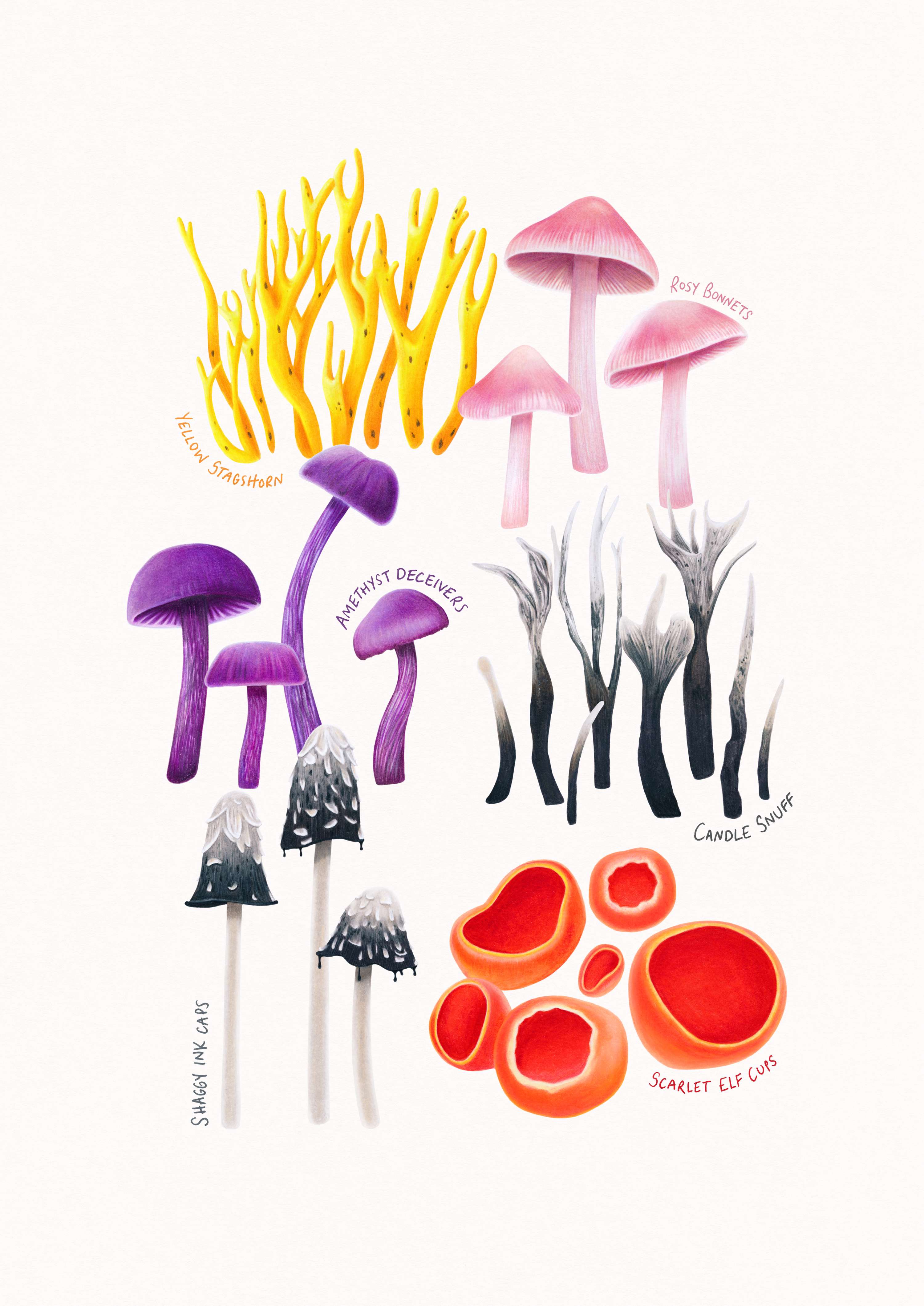 Fungi by Mat Williams