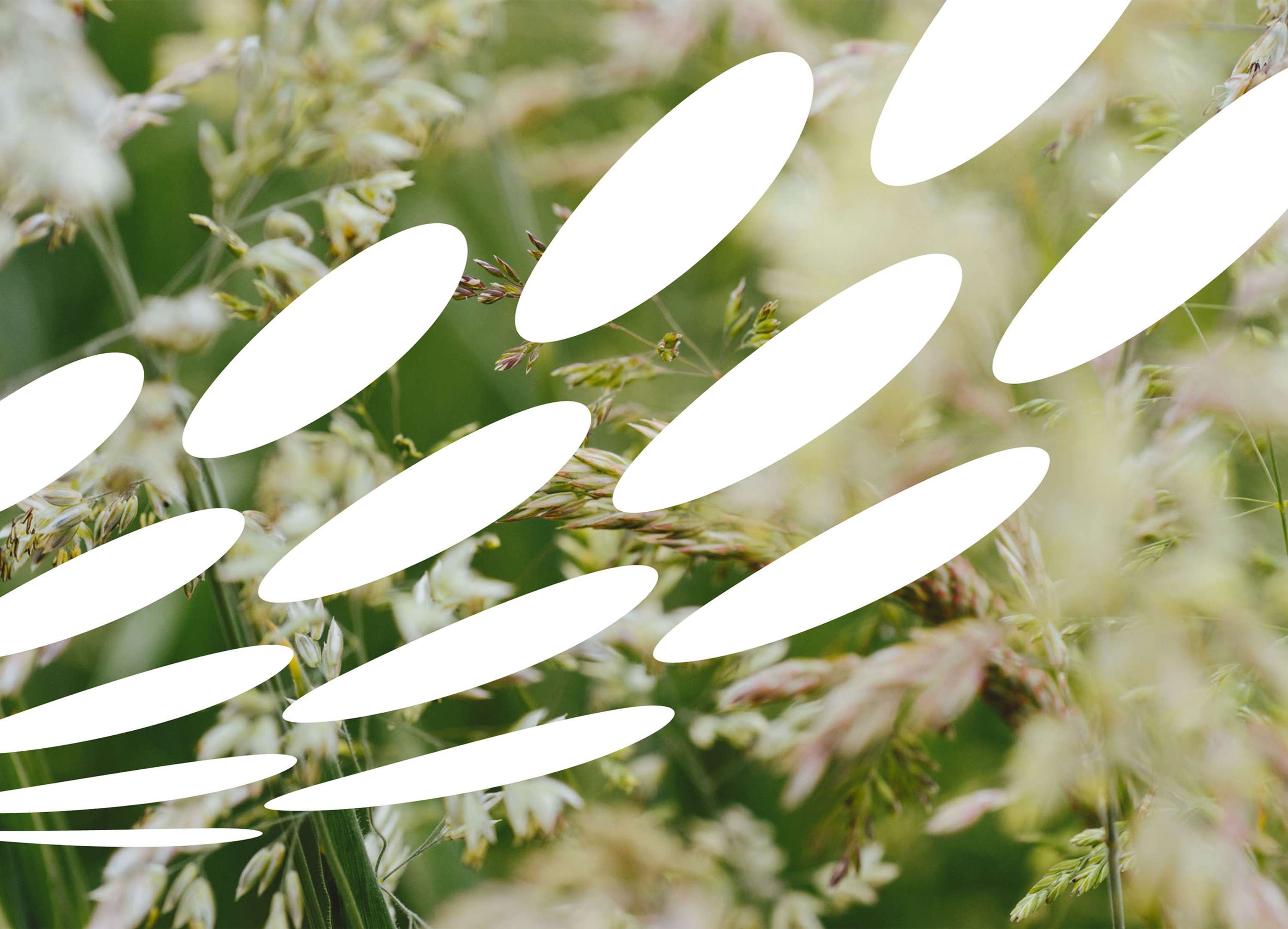 FERA: BRANDING A MERGER by Nicola Humphreys