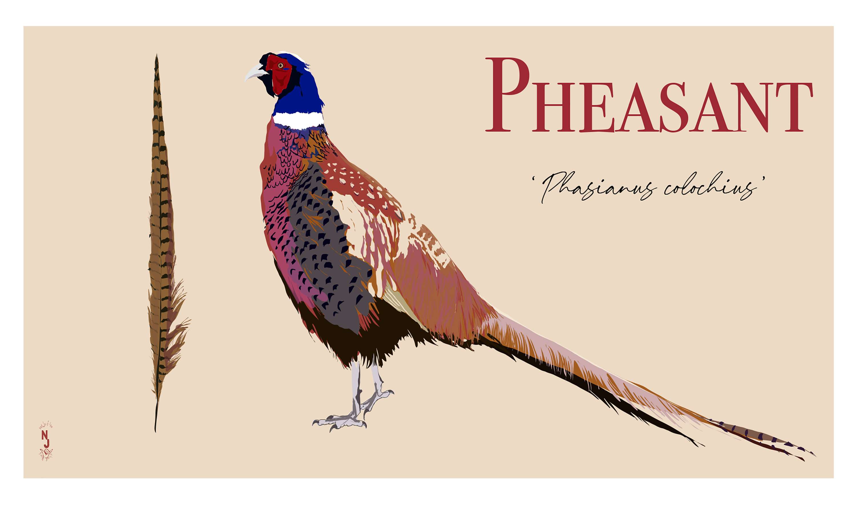 Pheasant by Katie Swann