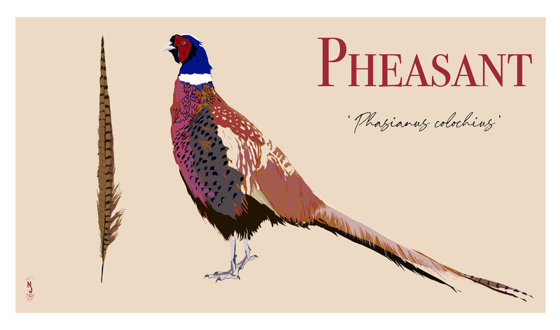 Pheasant by Katie Swann