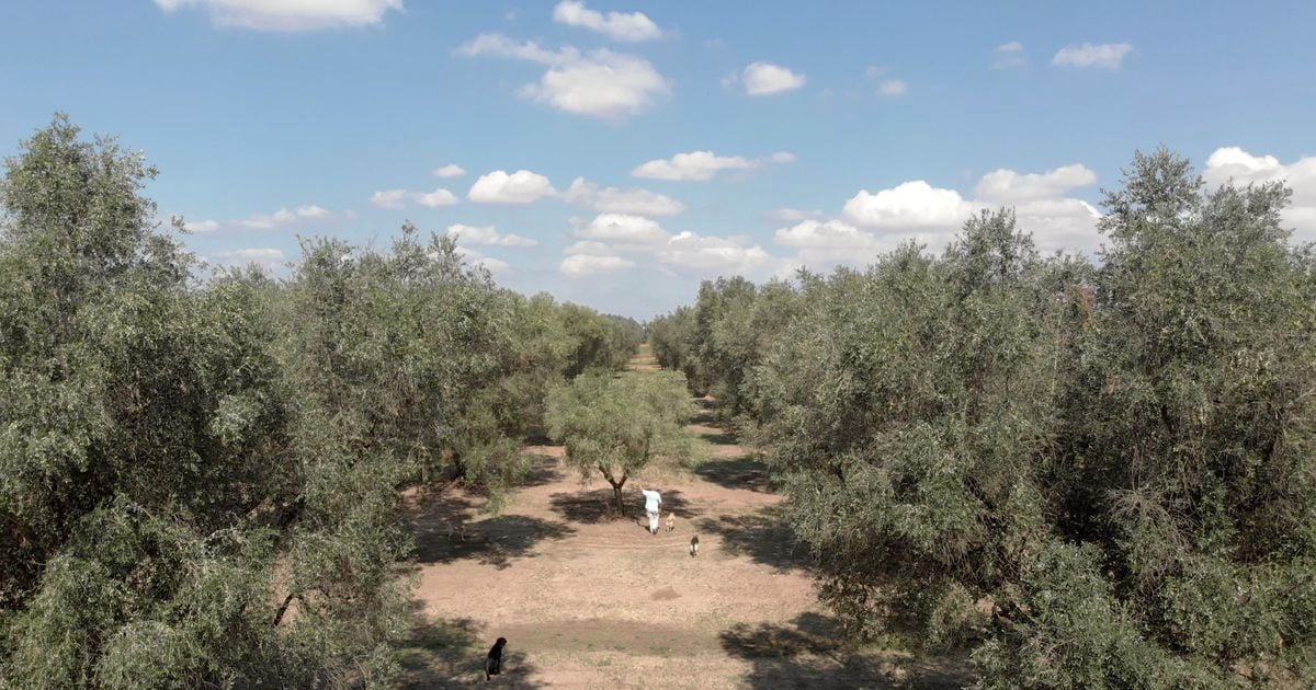 Xylella Fastidiosa - The Apocalypse of Salento | The Dots