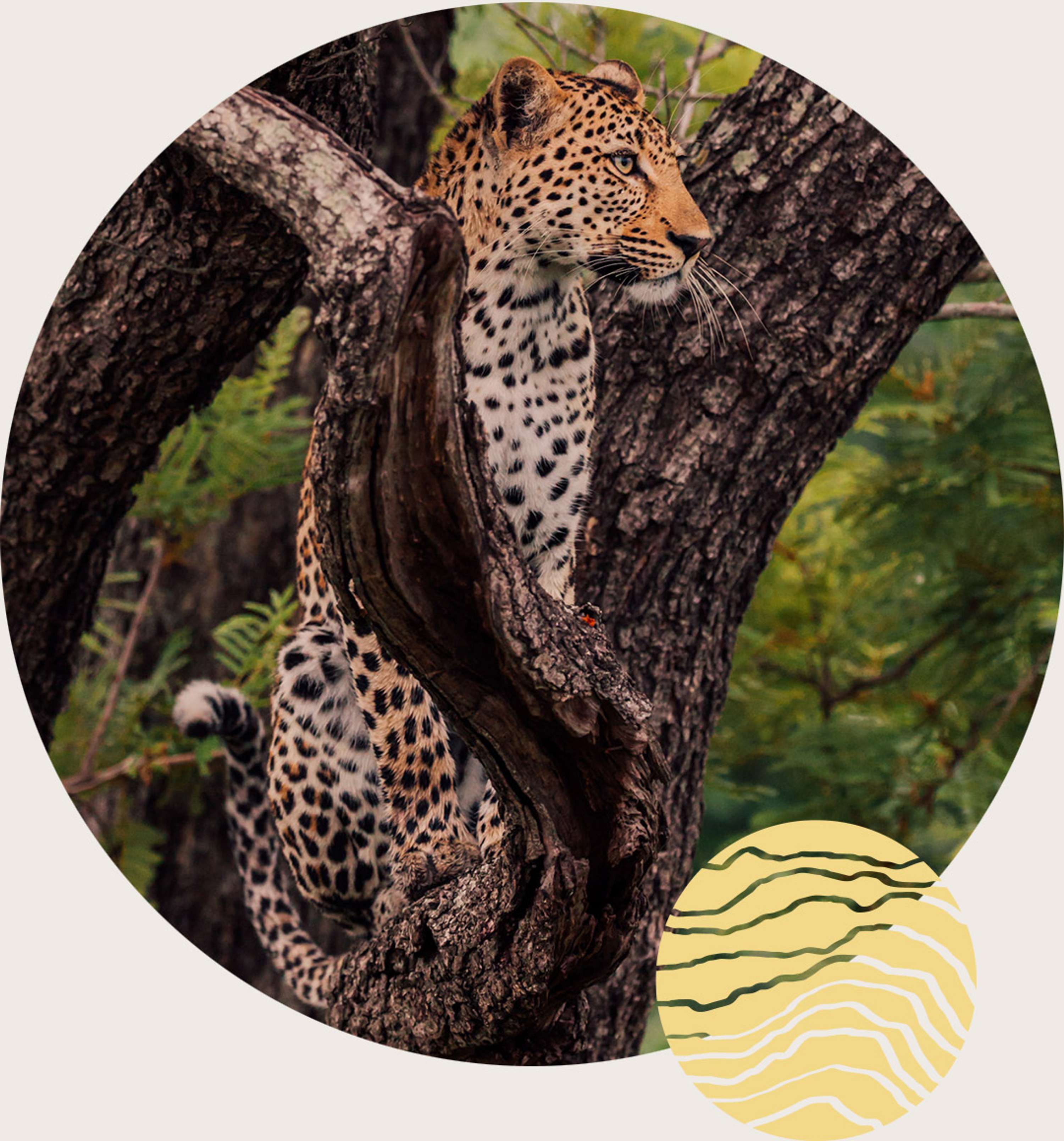 Golilo by Stacey Burr