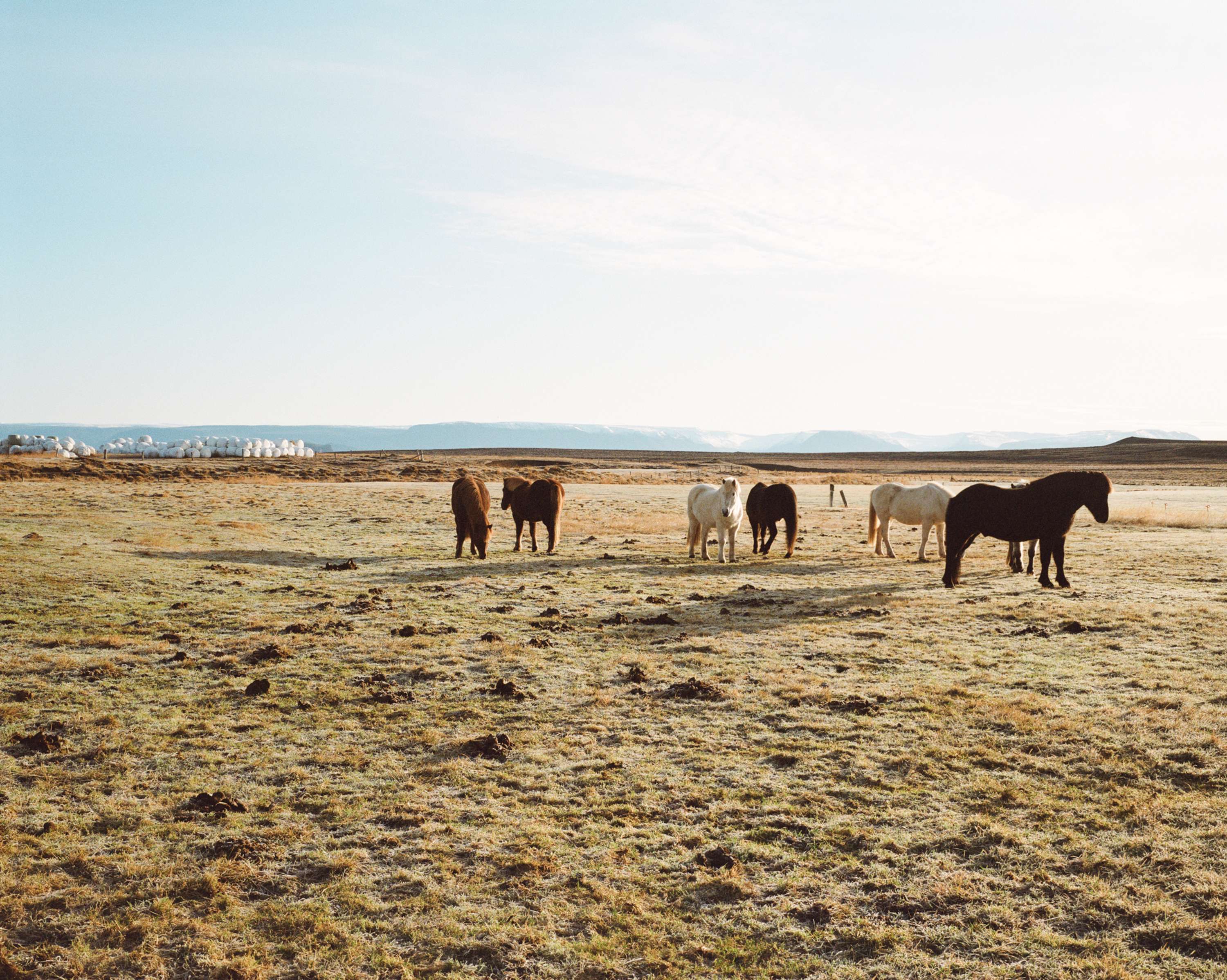 On The Farm by Chanel Irvine