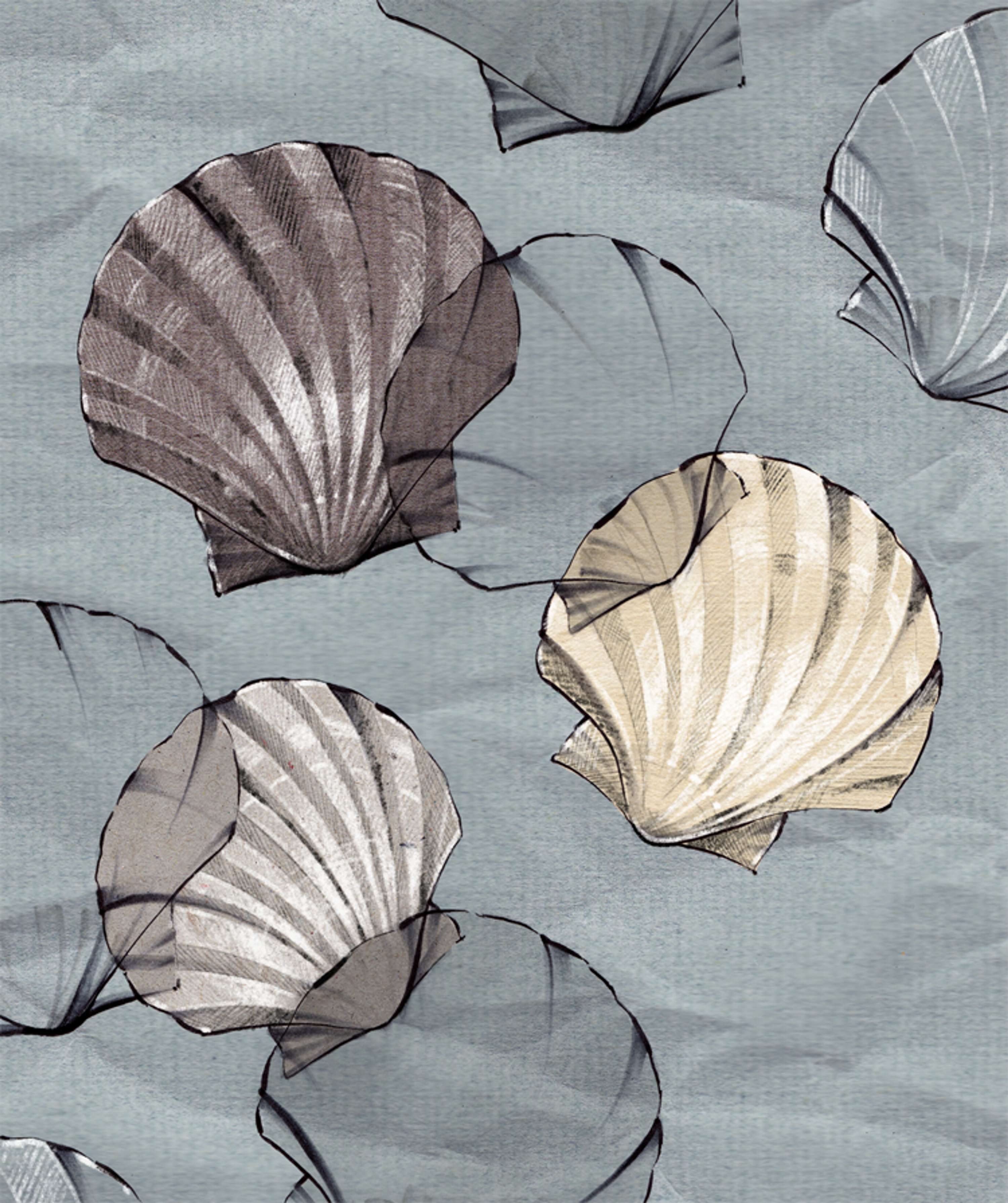 Shells by Laura Hope