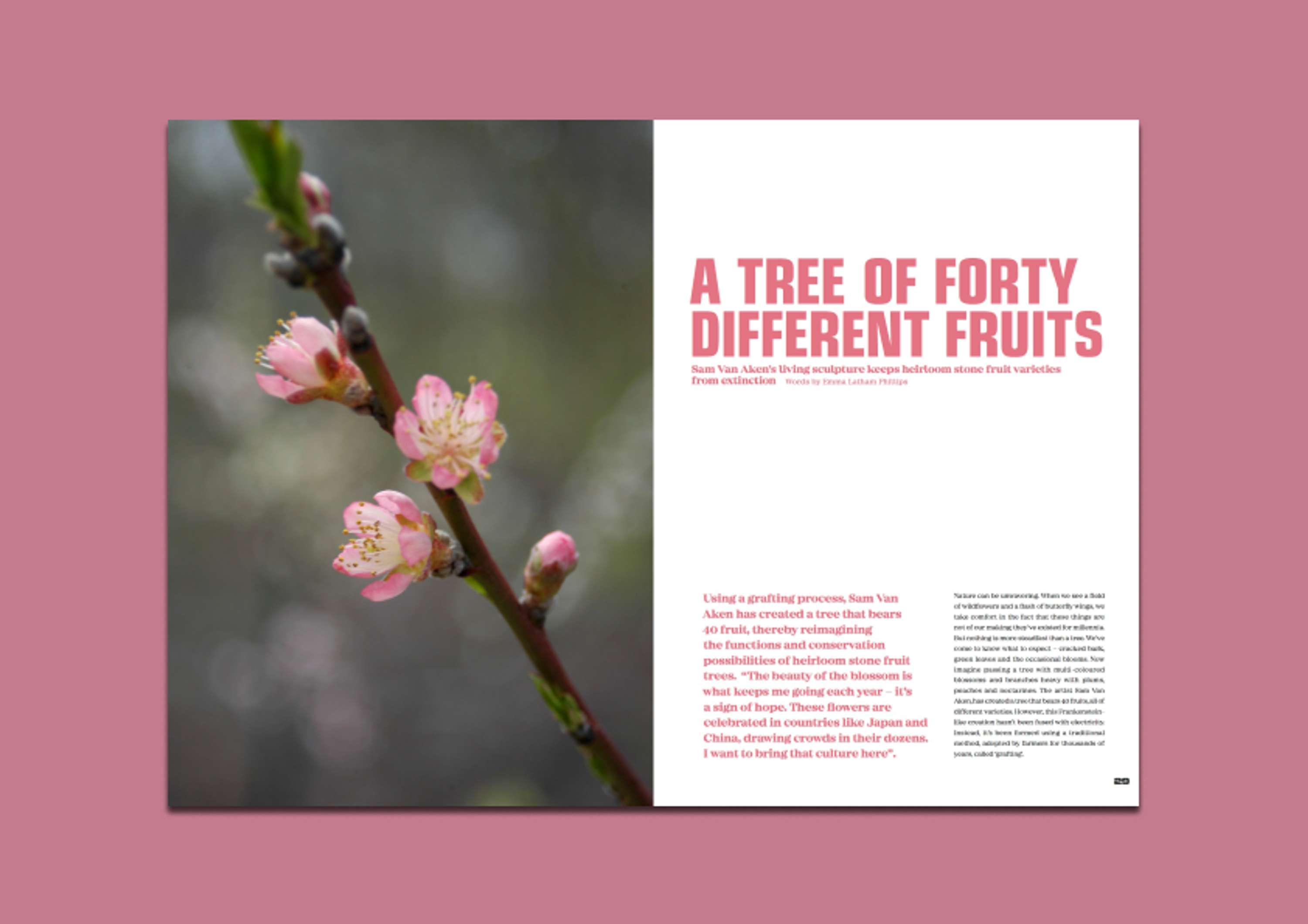 The Earth Issue: Tree of Forty Different Fruits by Emma Latham Phillips