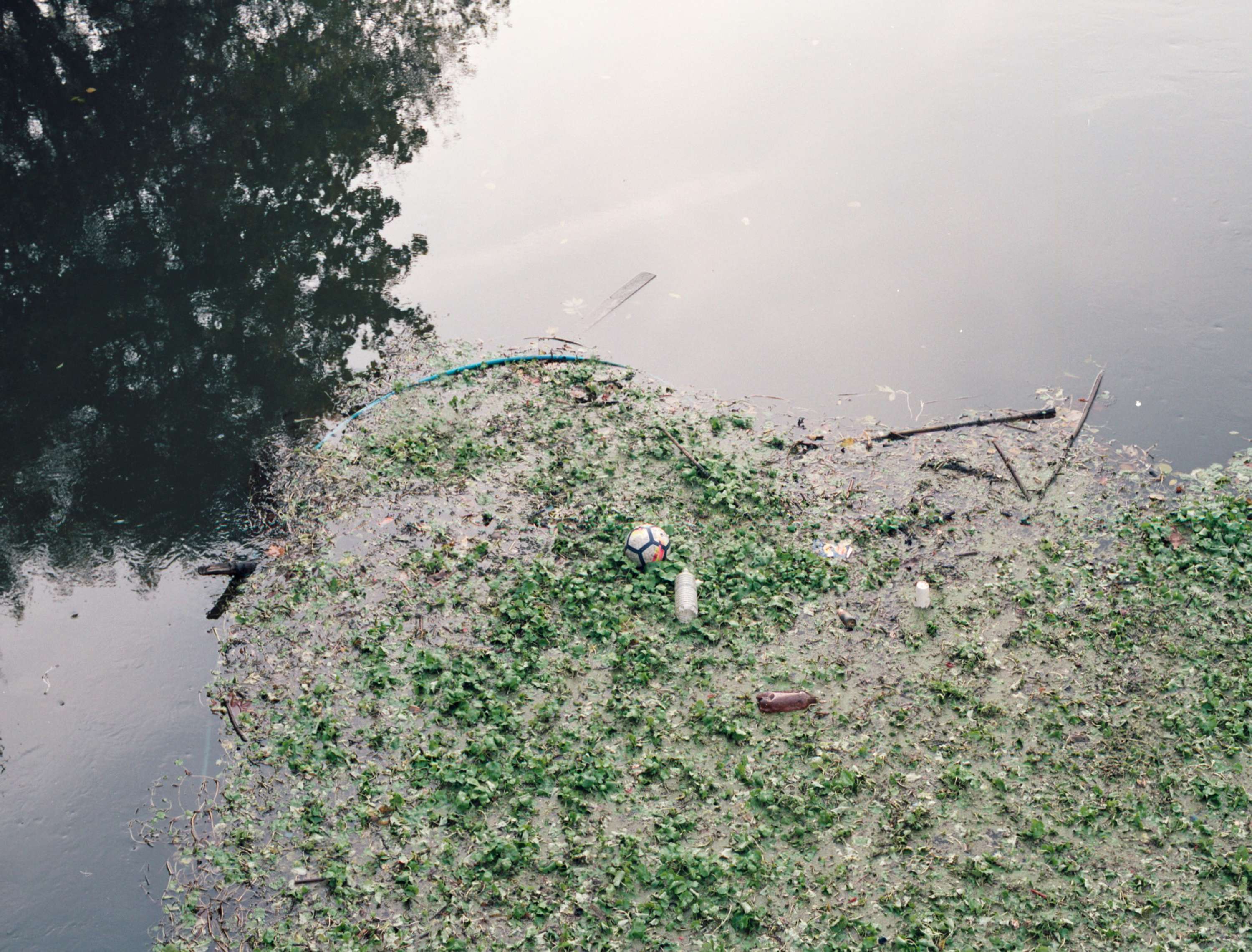 Grassroots by Michael Morgan