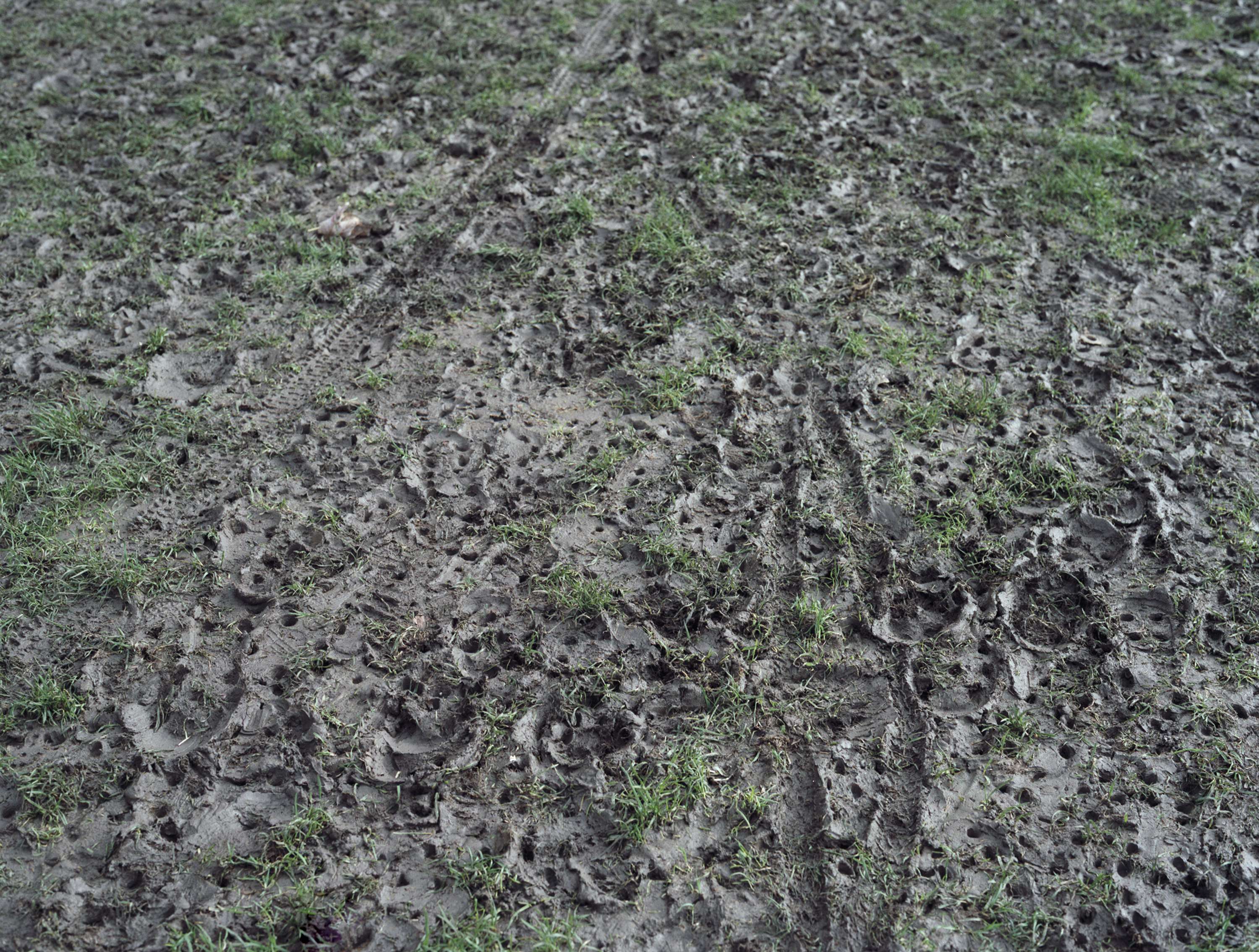 Grassroots by Michael Morgan