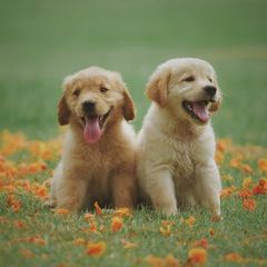 Dog Supplies
