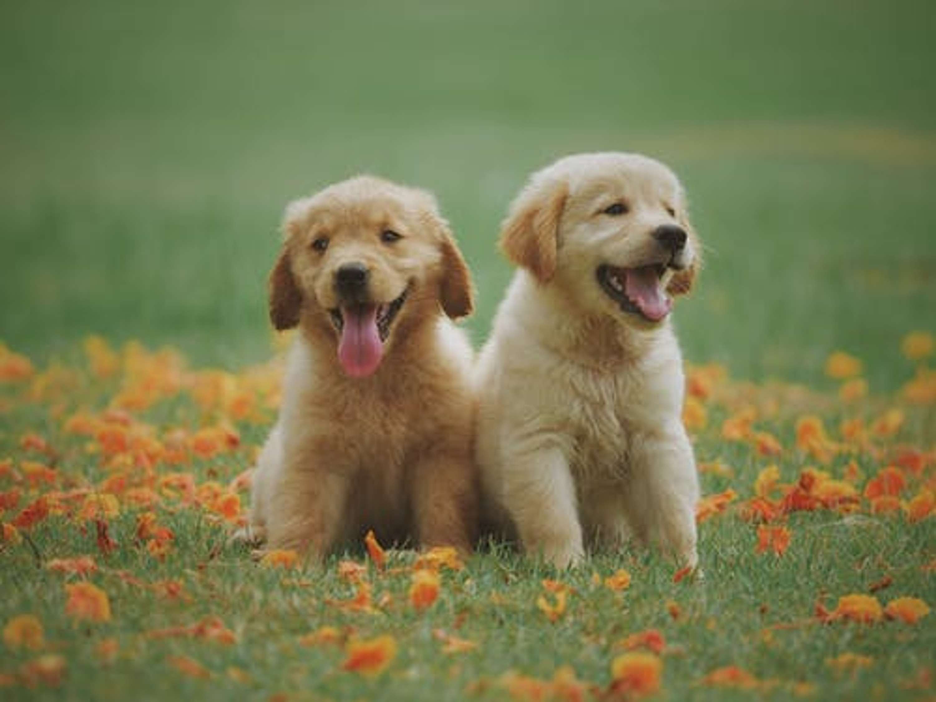 Calming games for a hyperactive dog by Dog Supplies