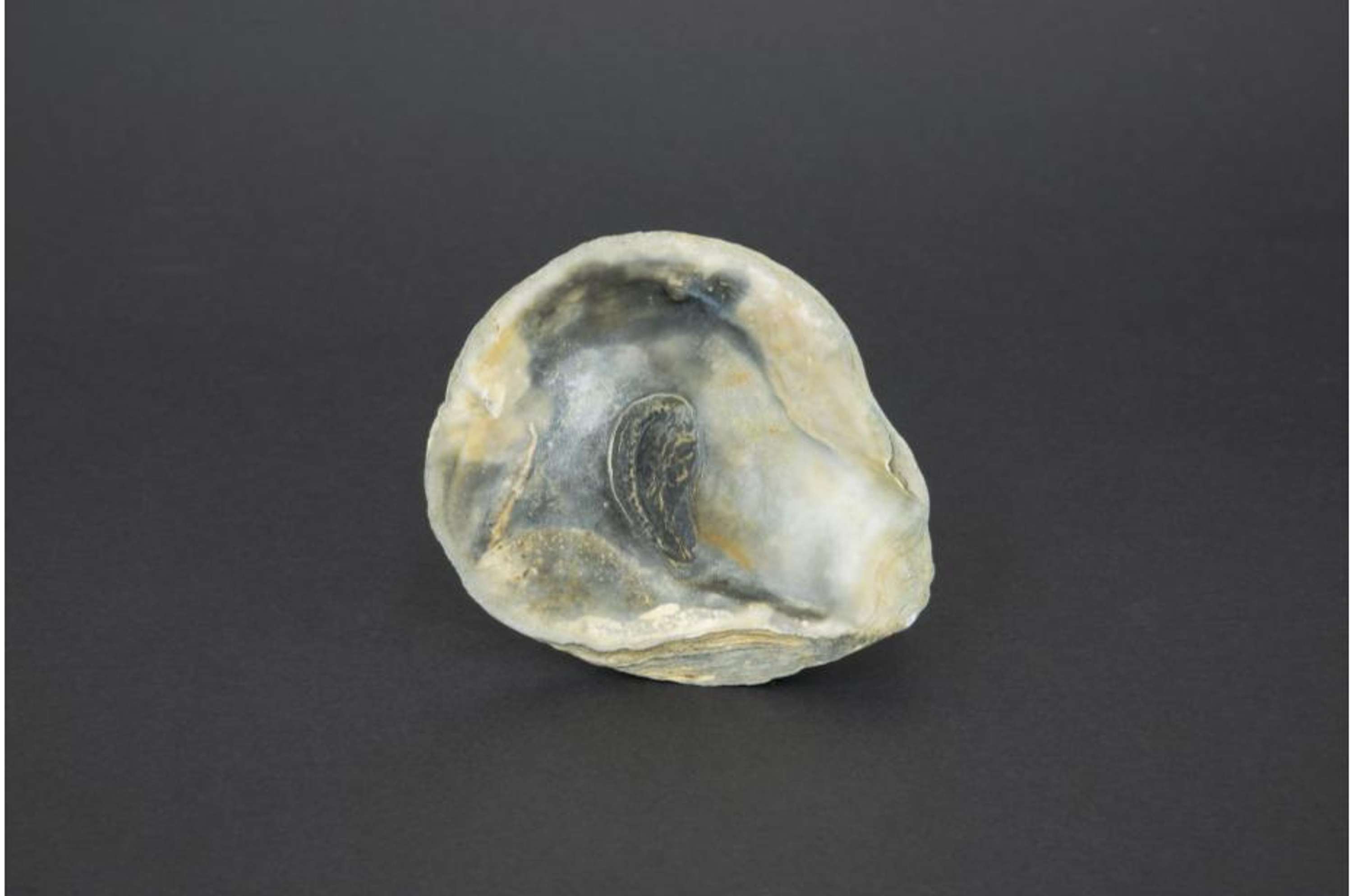 SHELL LIKE by Amy Lay-Pettifer