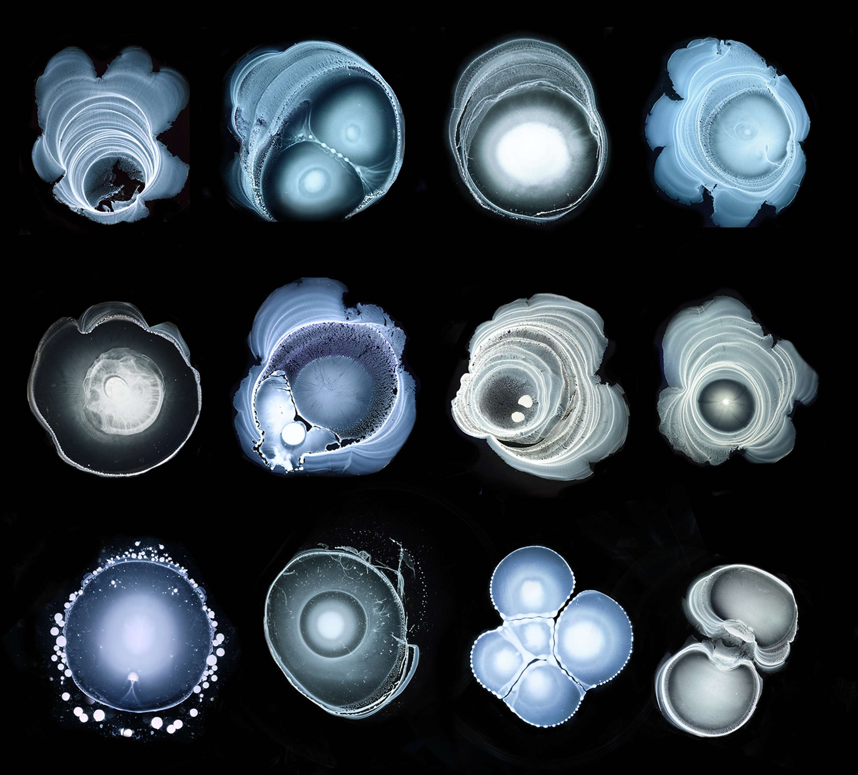 Cells, The Universe and Everything by Anna Dora L