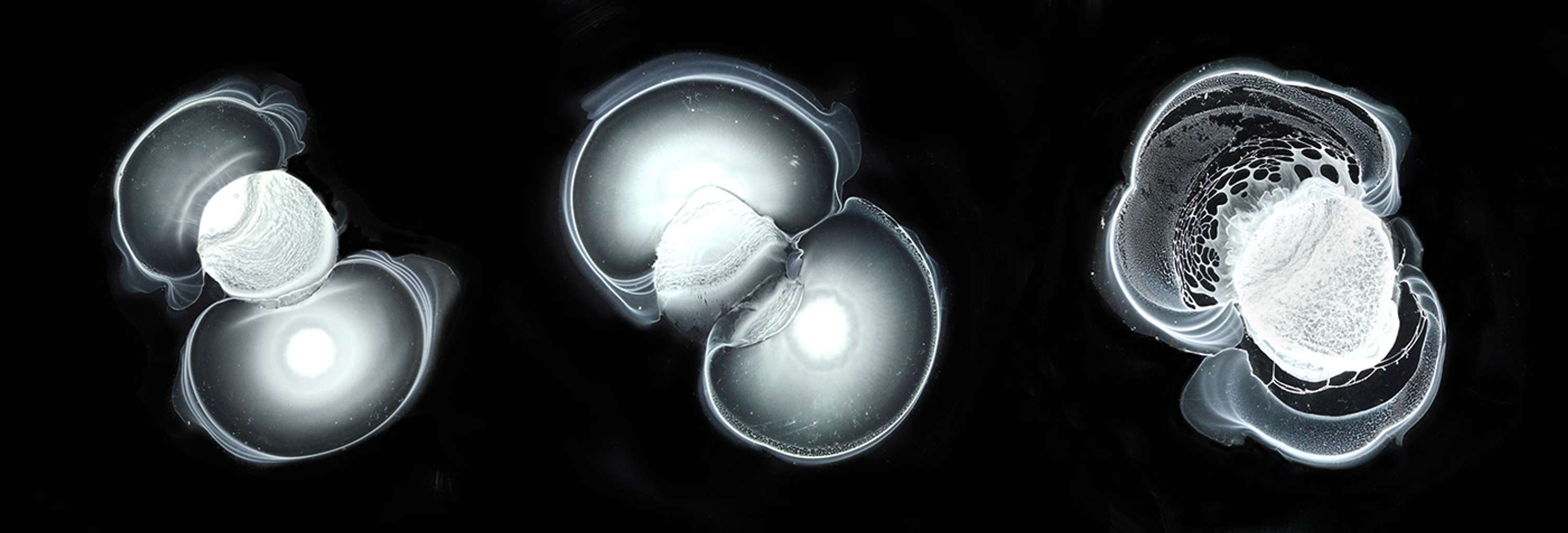 Cells, The Universe and Everything by Anna Dora L