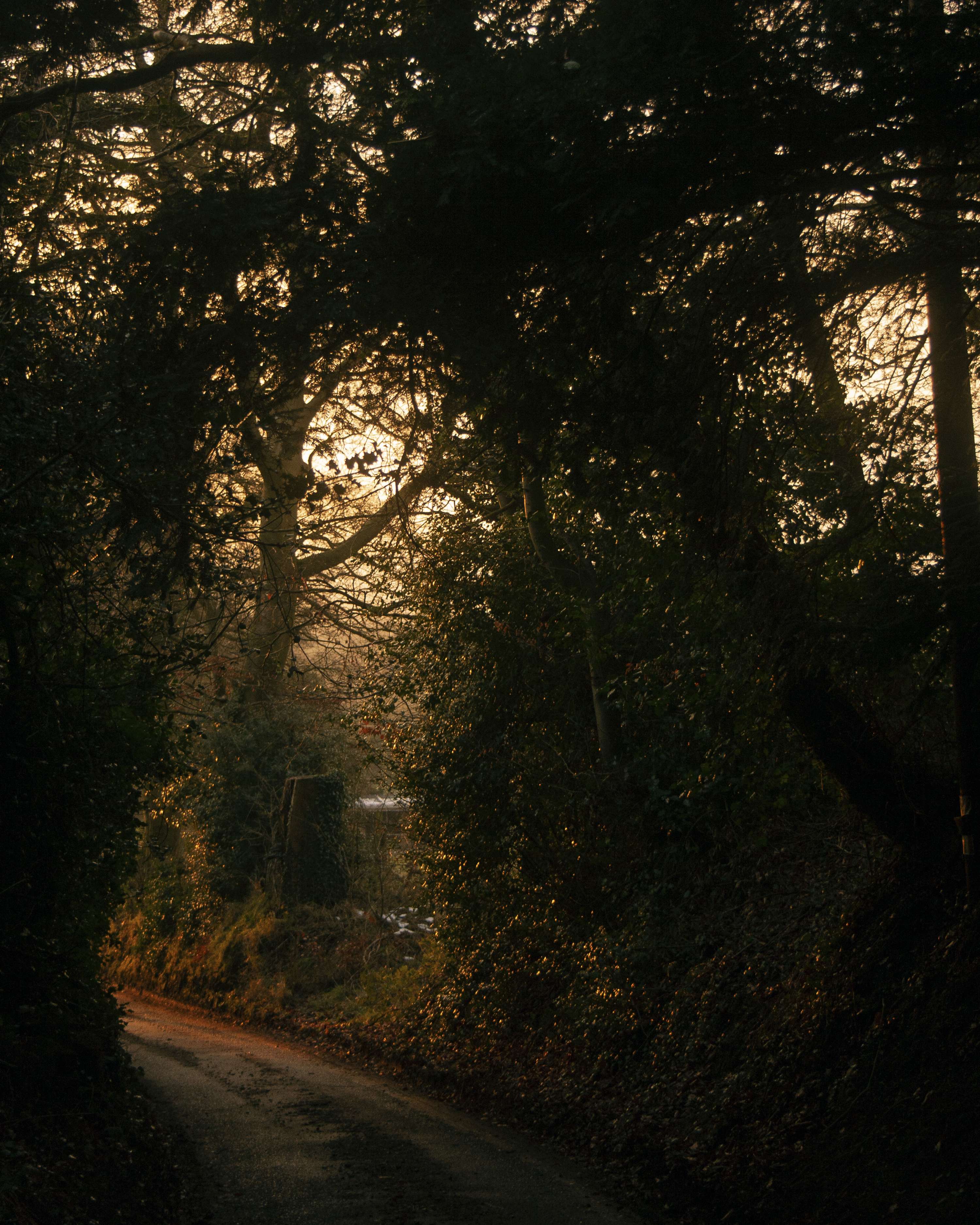 Belonging by Samantha Bache