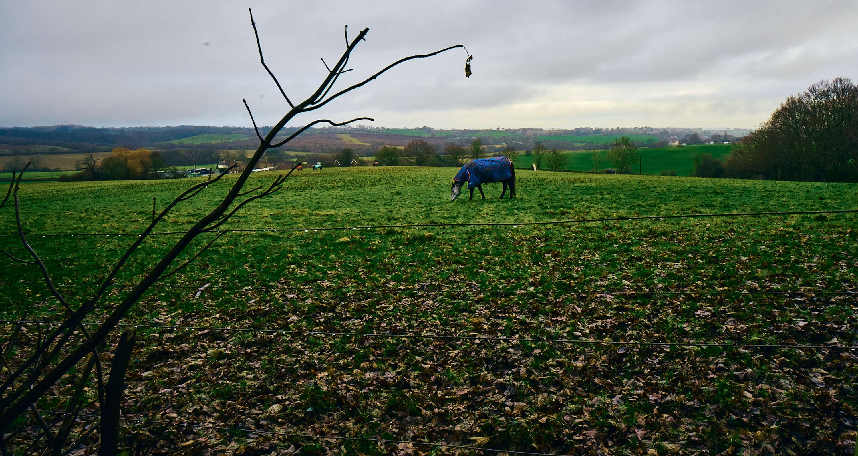 Back to Nature by Rhys Chidwick