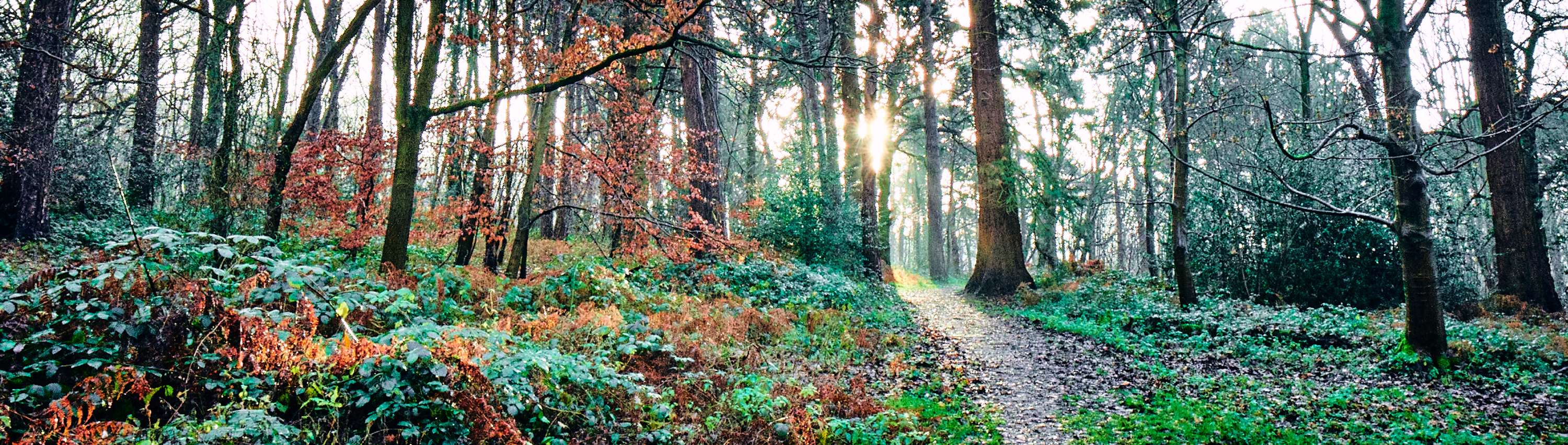 Back to Nature by Rhys Chidwick
