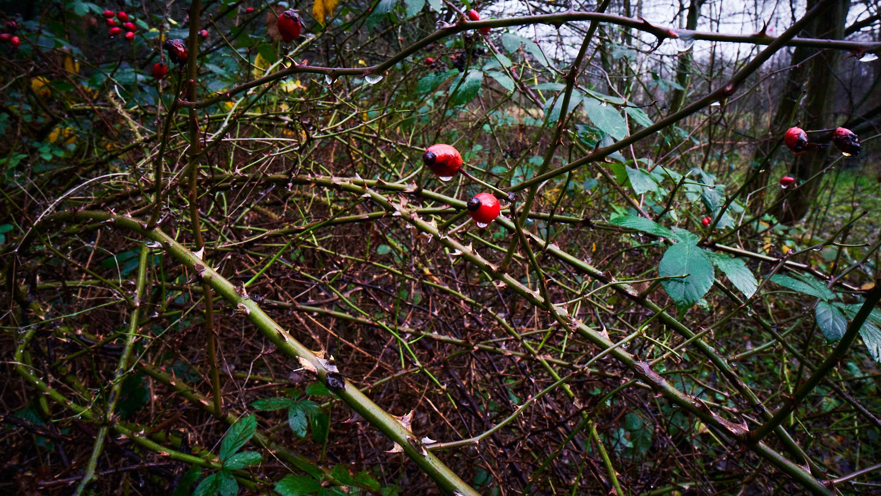 Back to Nature by Rhys Chidwick