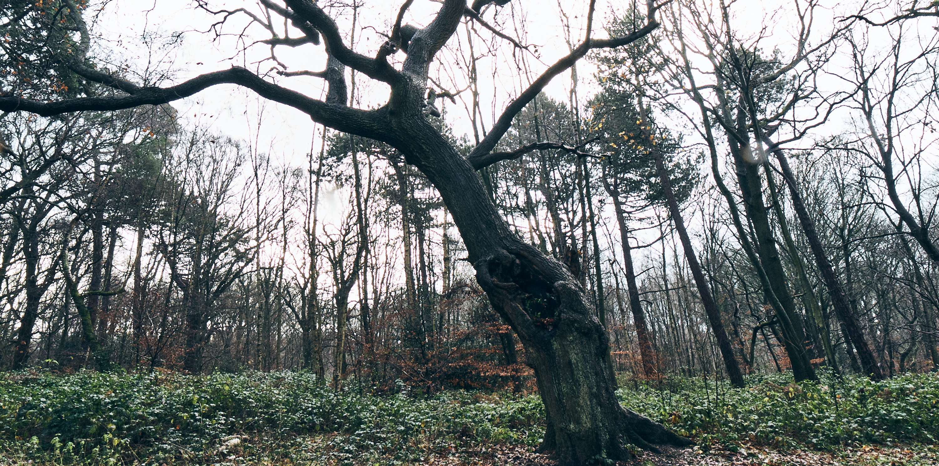 Back to Nature by Rhys Chidwick