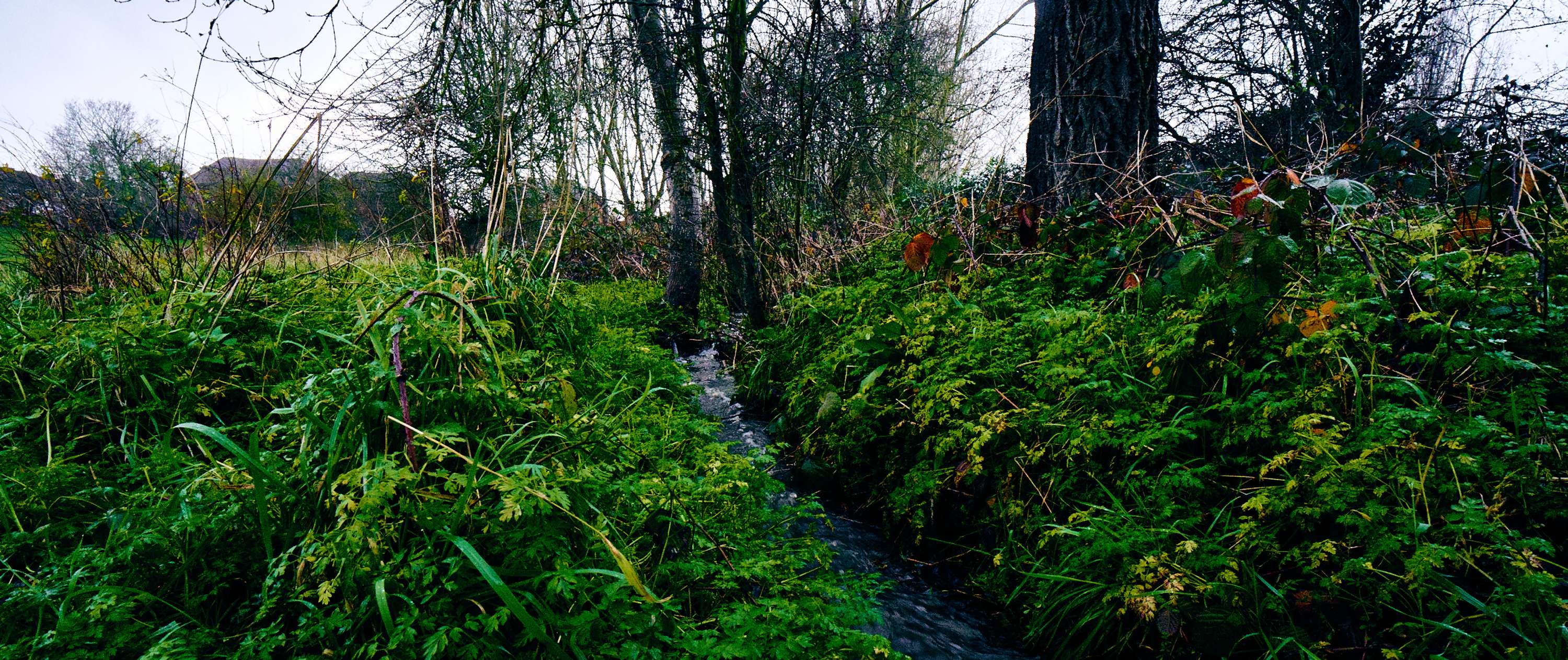 Back to Nature by Rhys Chidwick