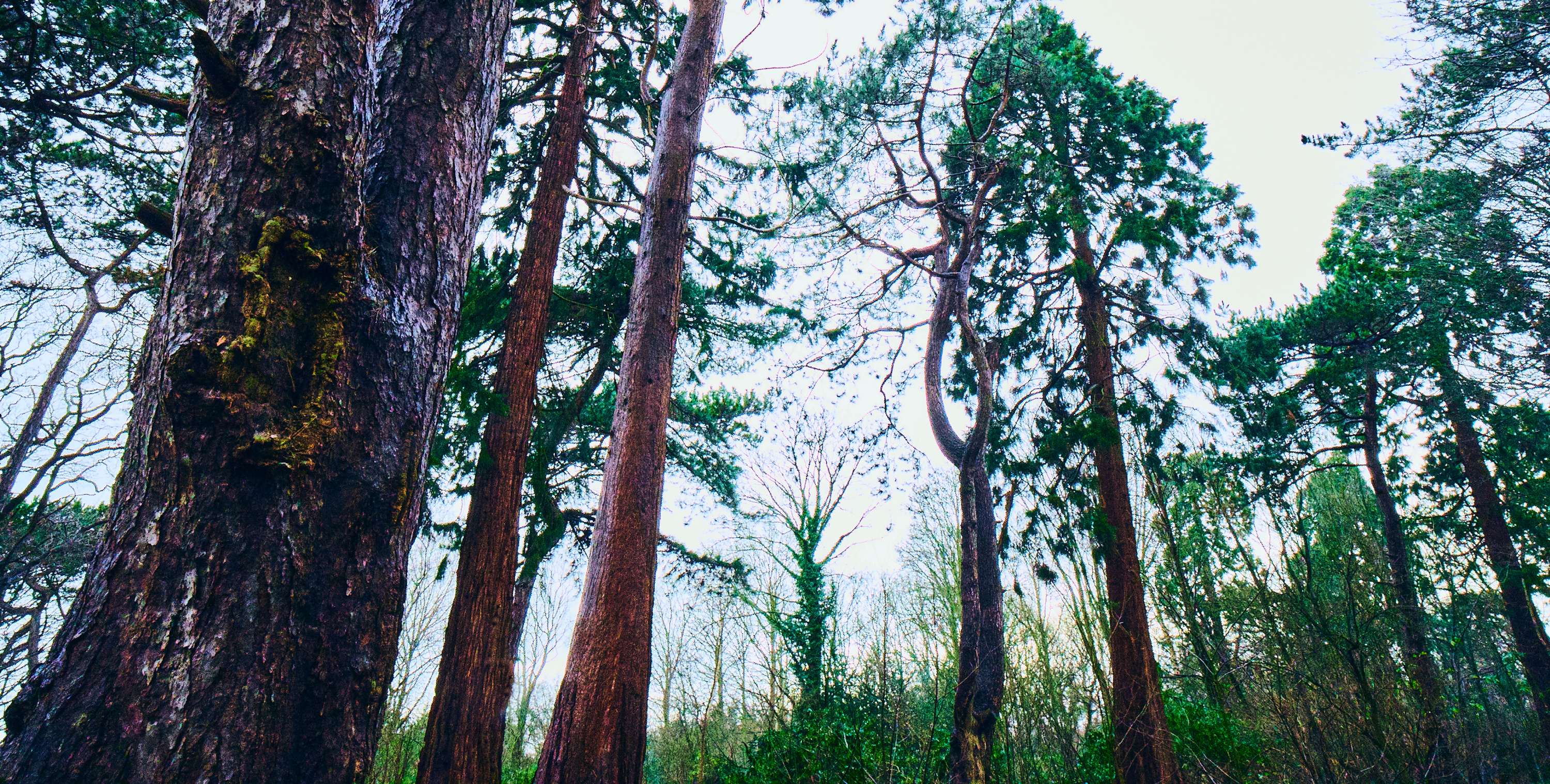 Back to Nature by Rhys Chidwick