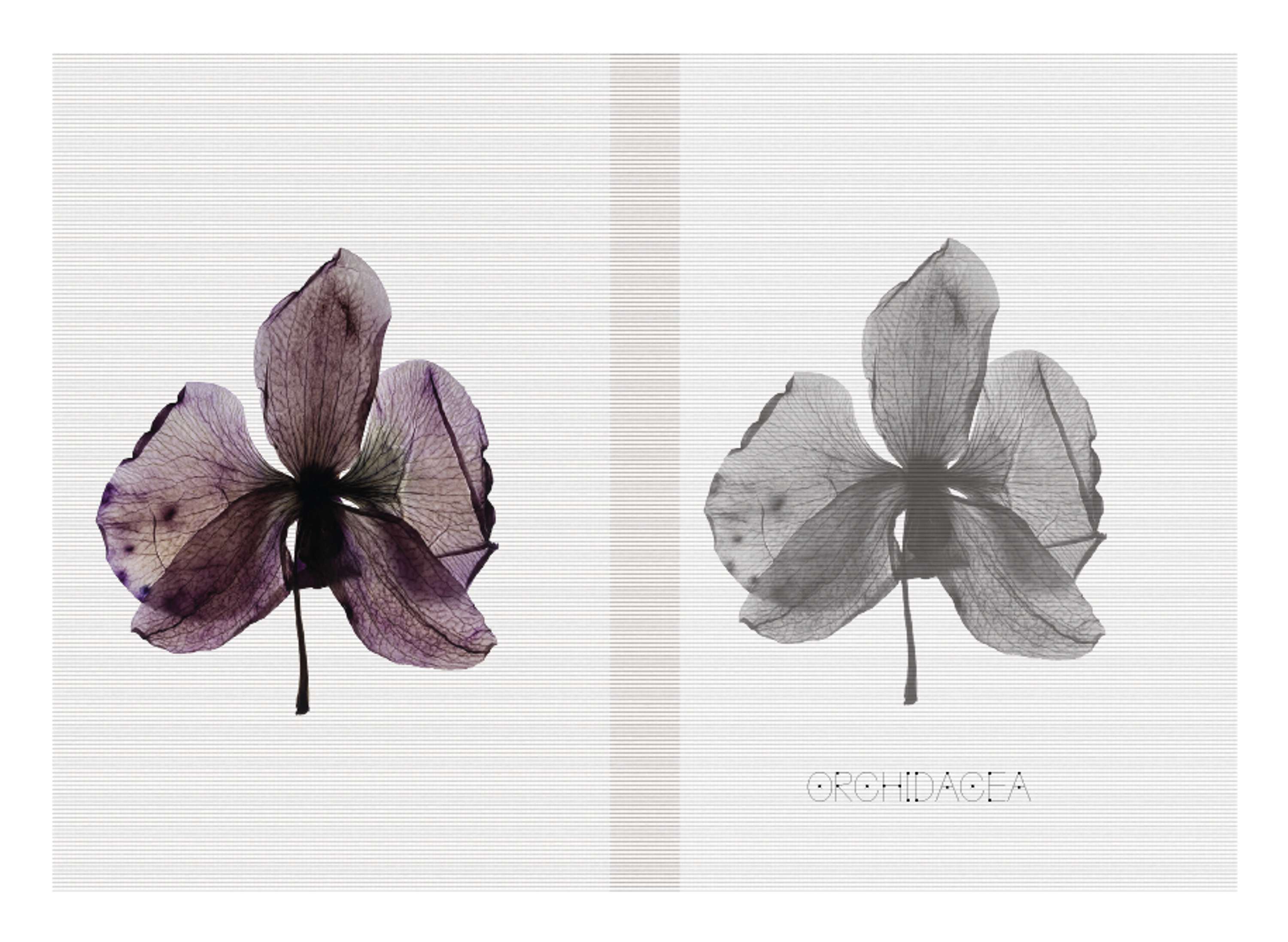 Botanical by Marina Belintani
