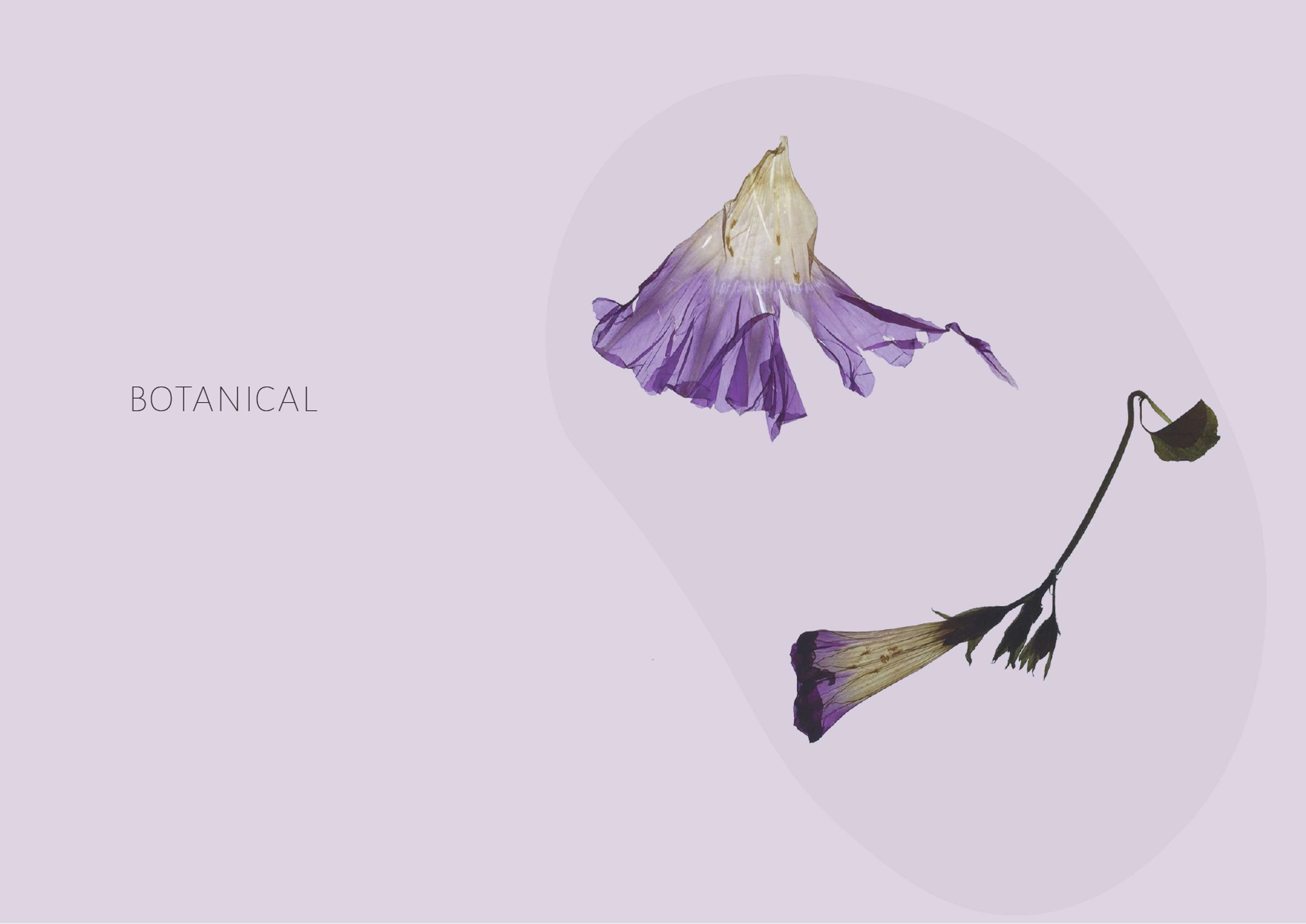 Botanical by Marina Belintani