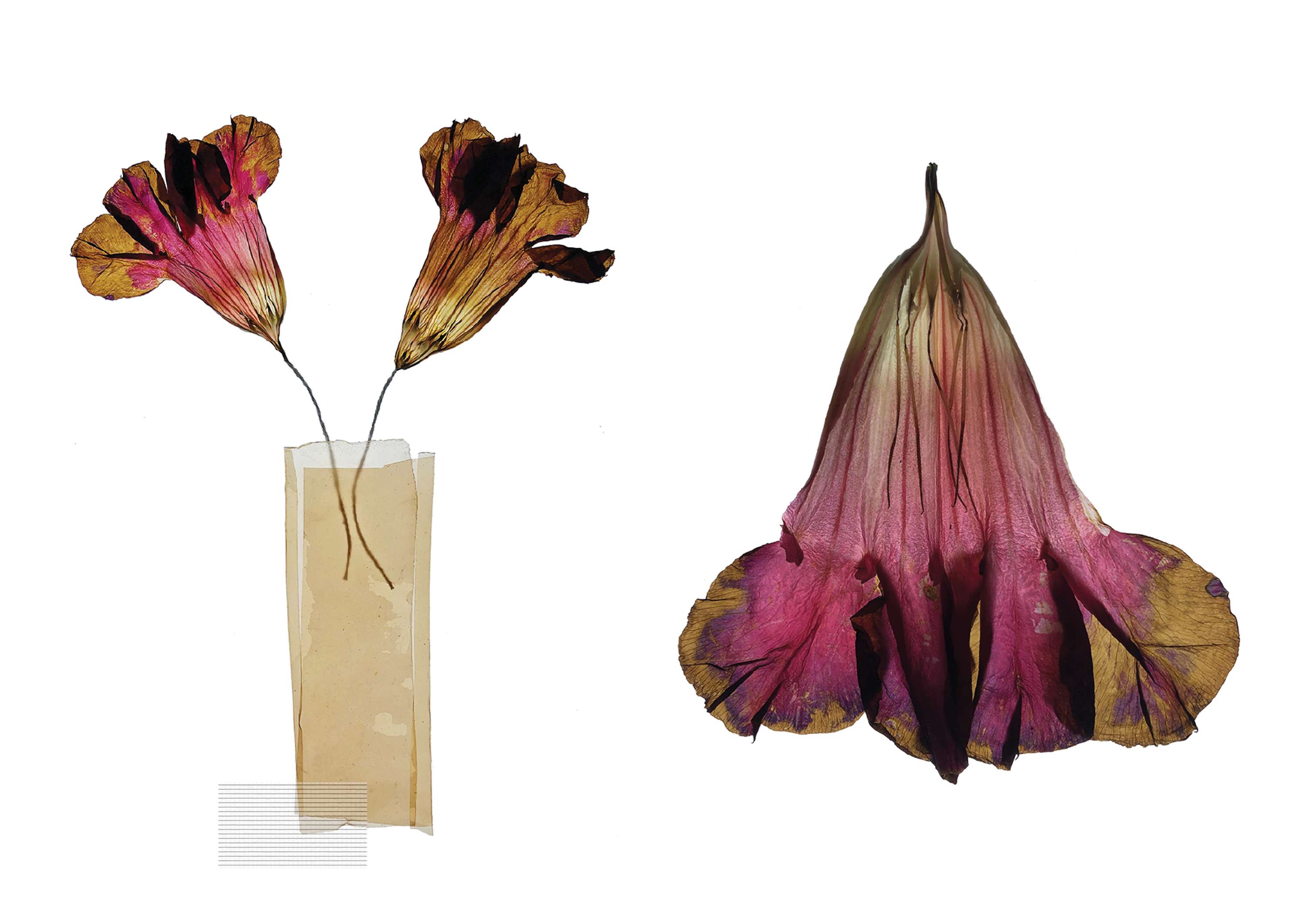 Botanical by Marina Belintani