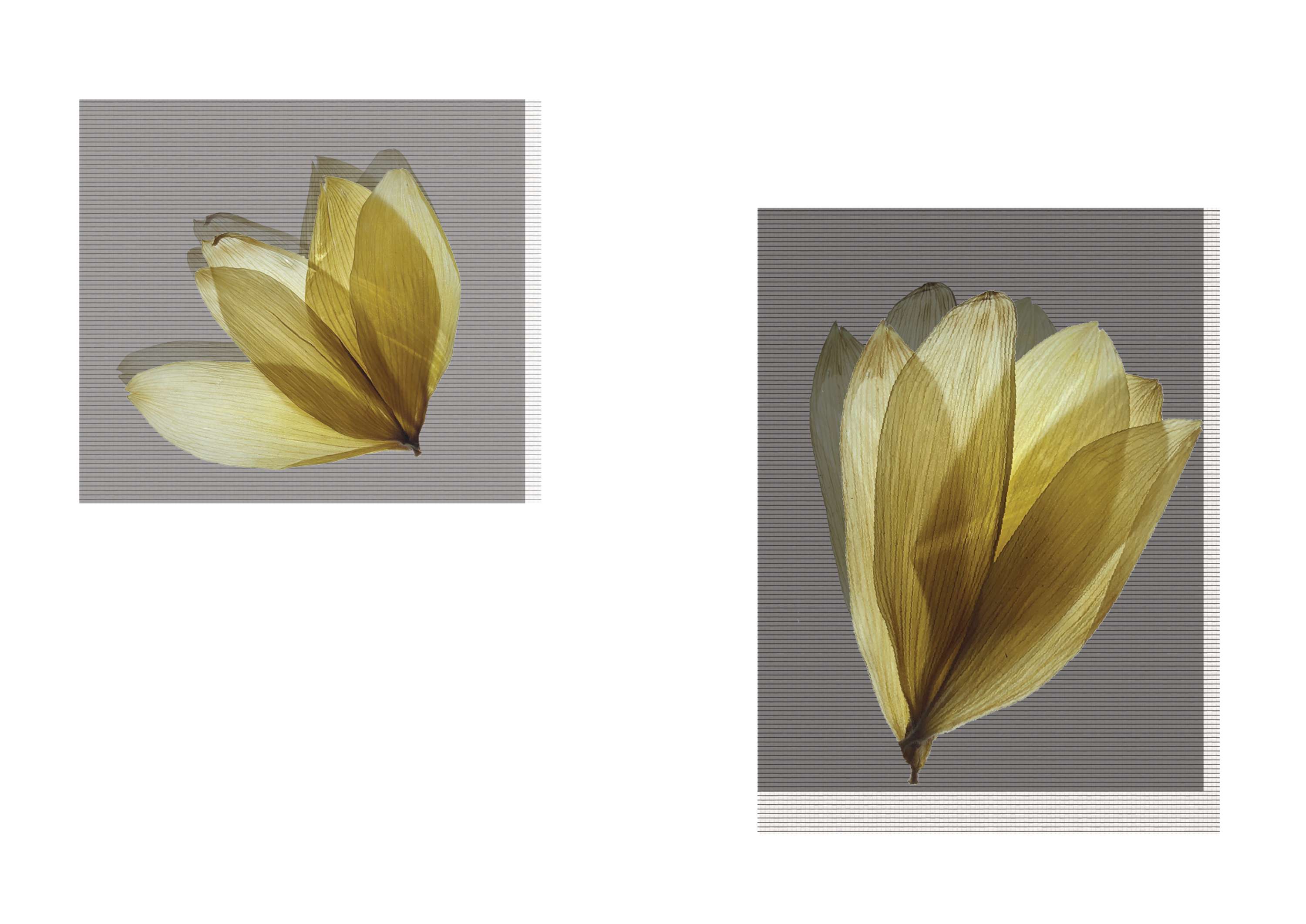 Botanical by Marina Belintani