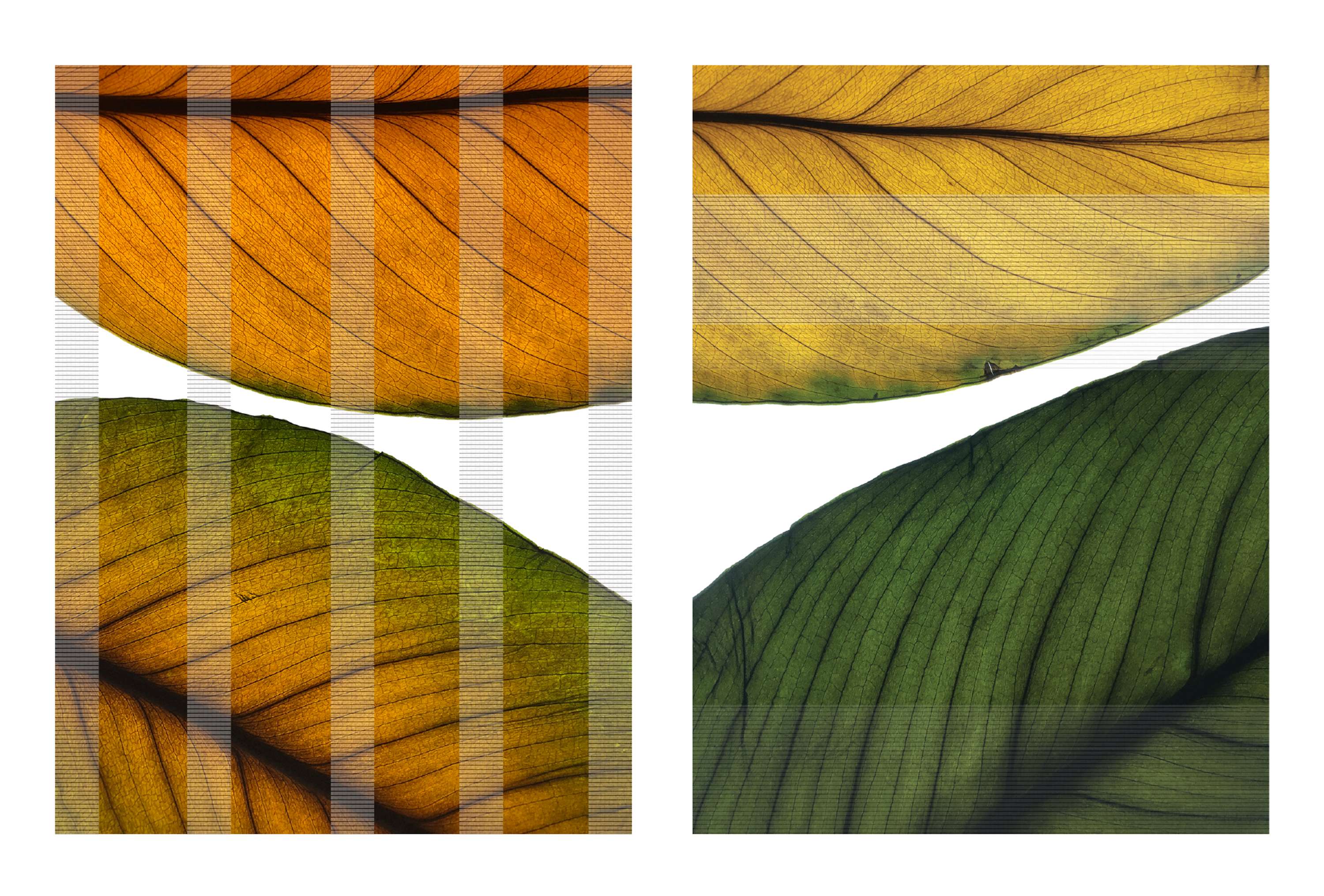 Botanical by Marina Belintani