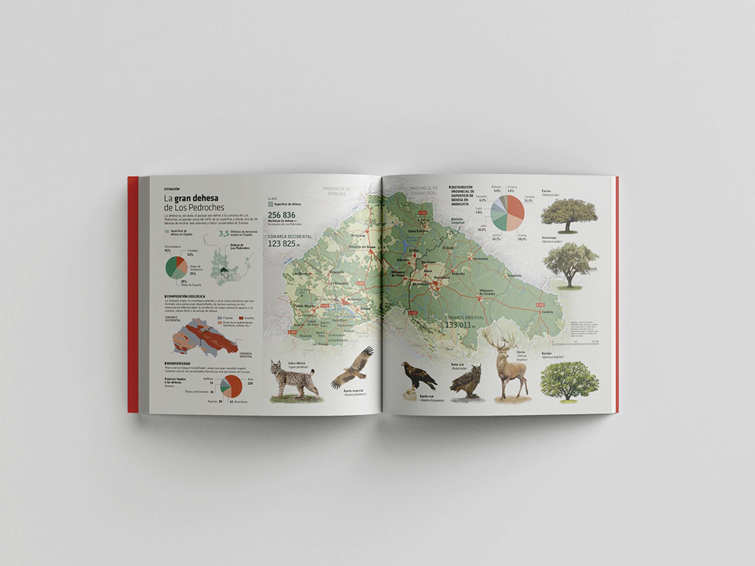 Infographics and data visualization for business dossiers by Raquel Feria Legrand