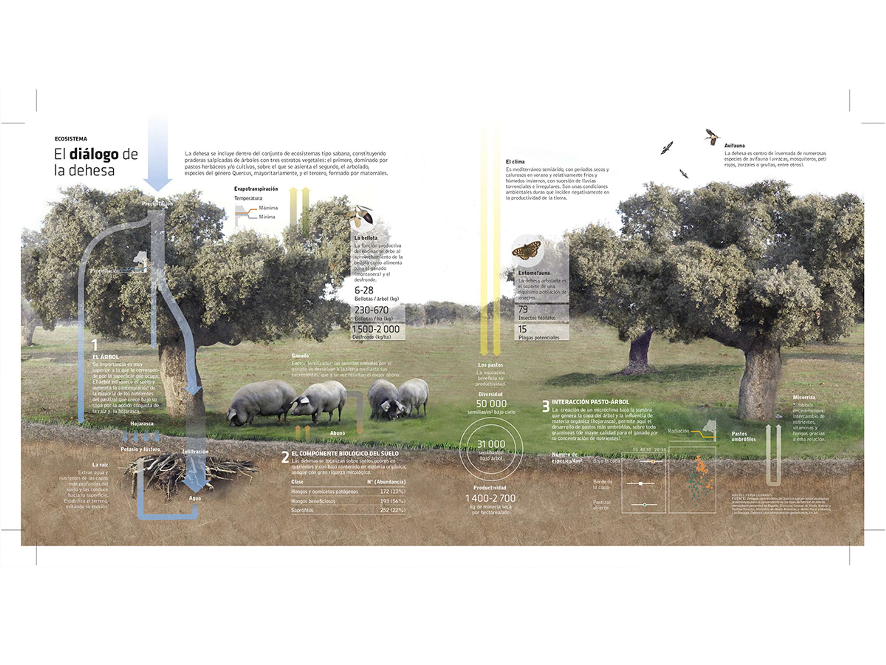 Infographics and data visualization for business dossiers by Raquel Feria Legrand