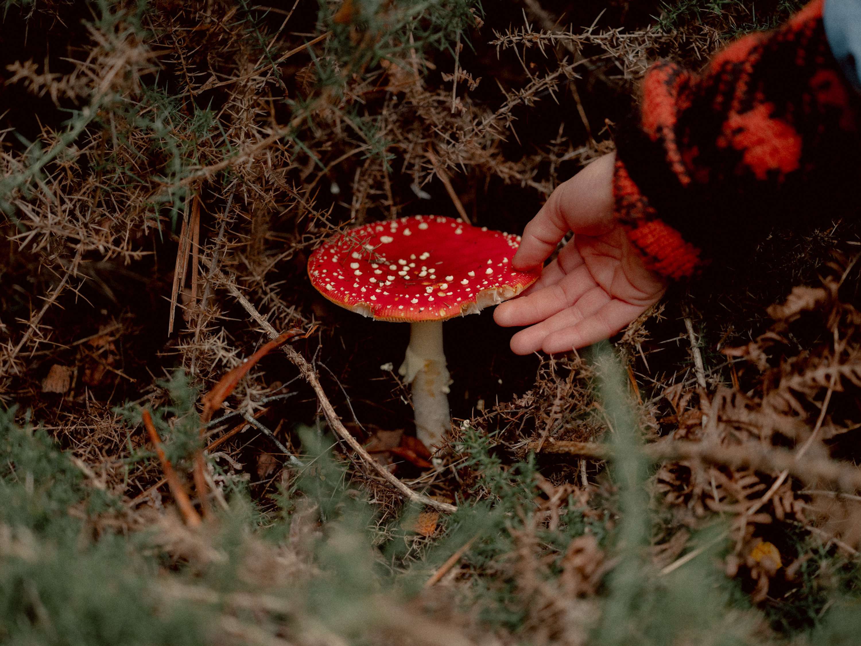 Foraging & Feasting by Jenna Foxton