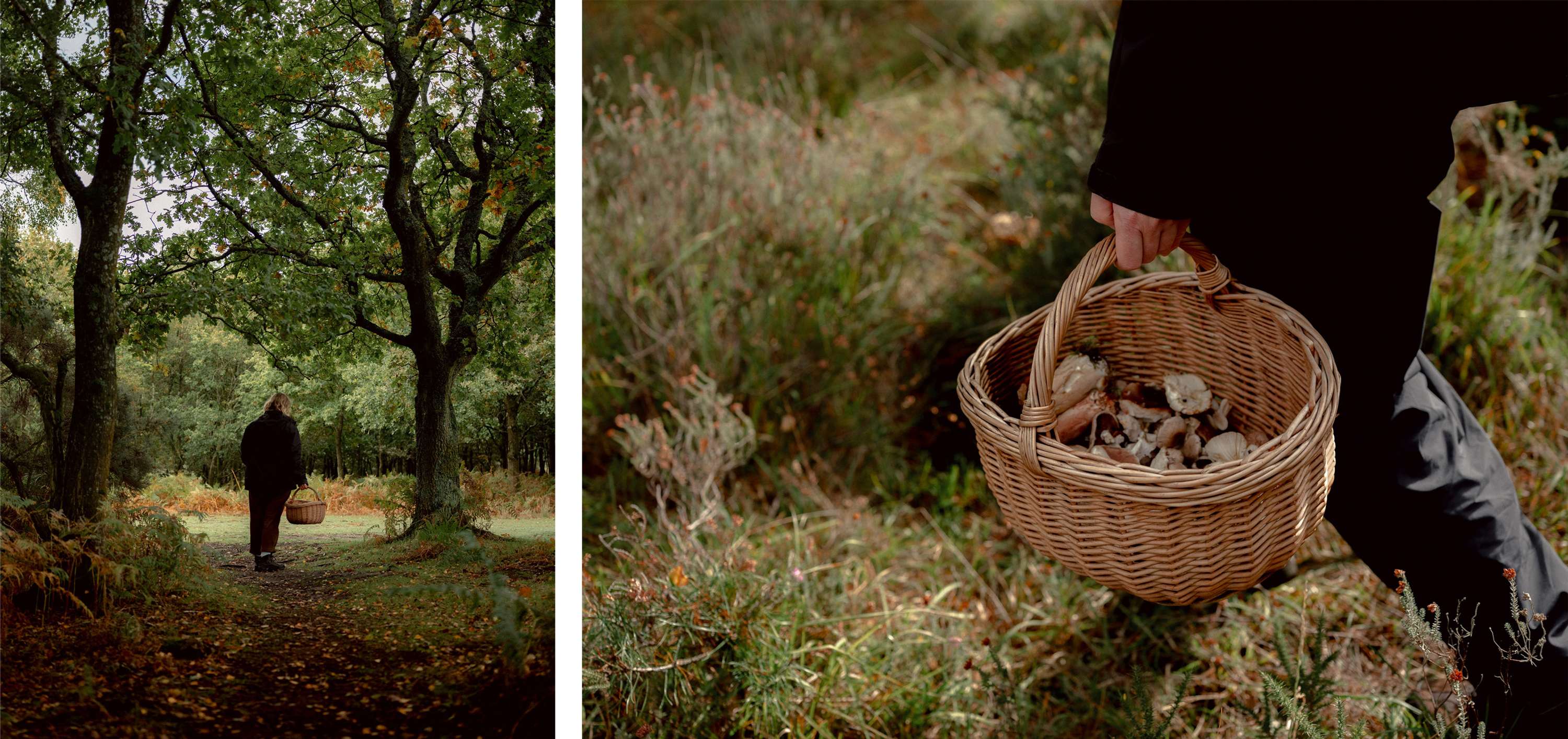 Foraging & Feasting by Jenna Foxton