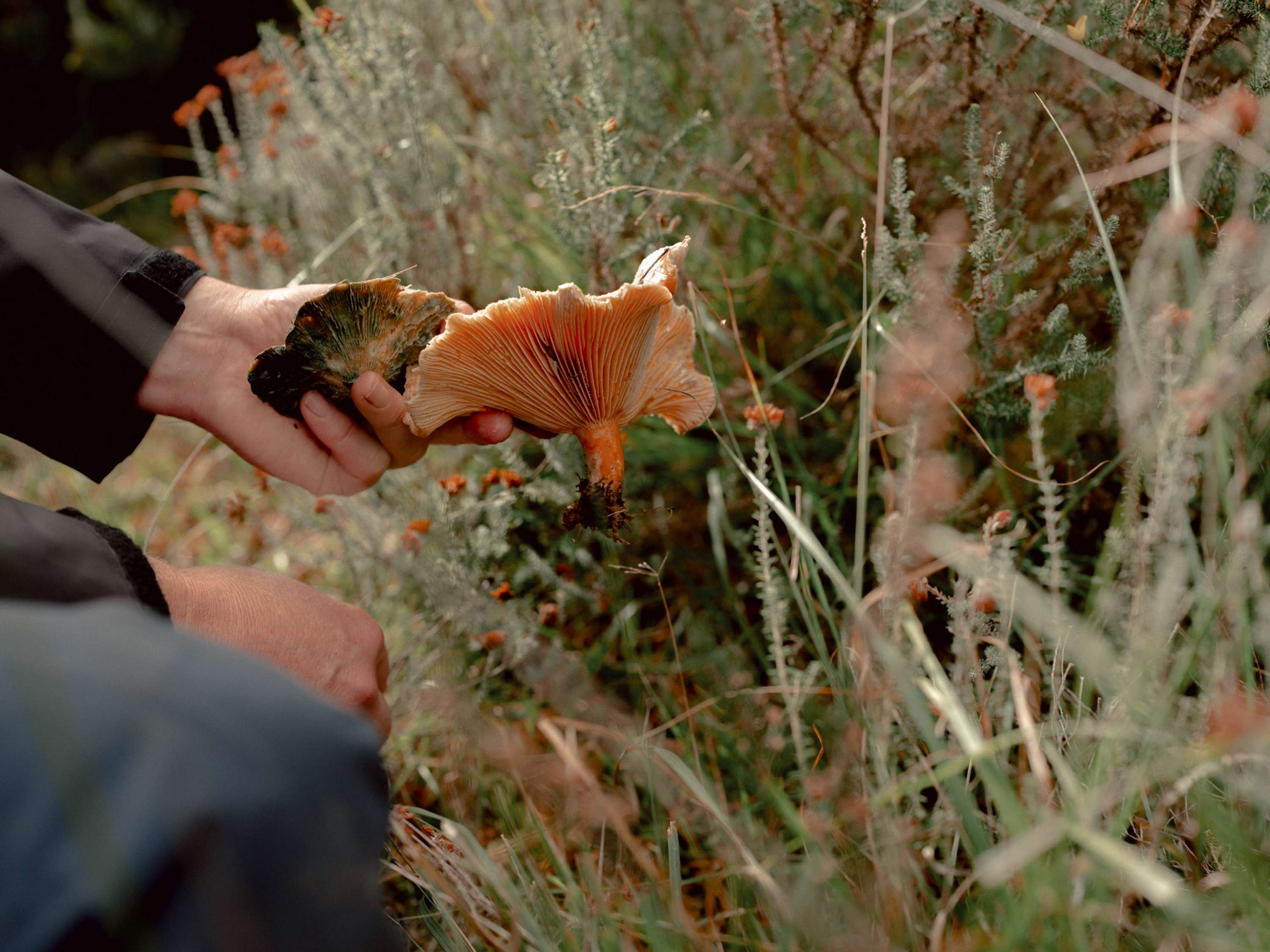 Foraging & Feasting by Jenna Foxton