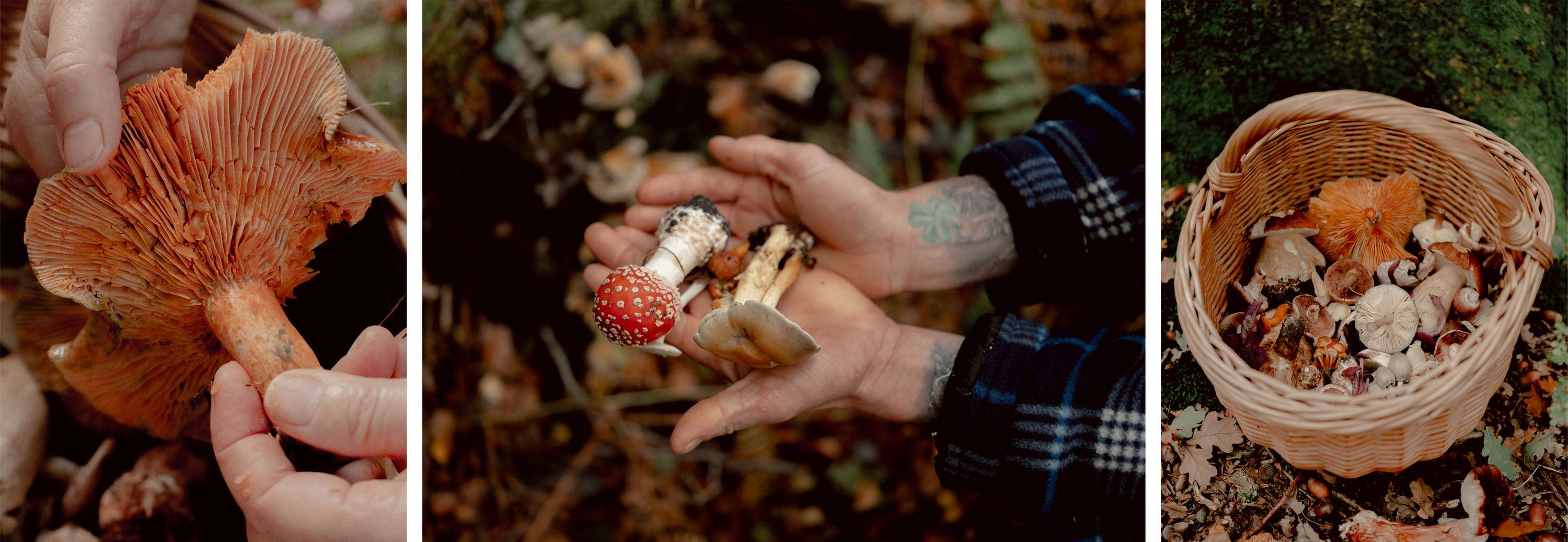 Foraging & Feasting by Jenna Foxton