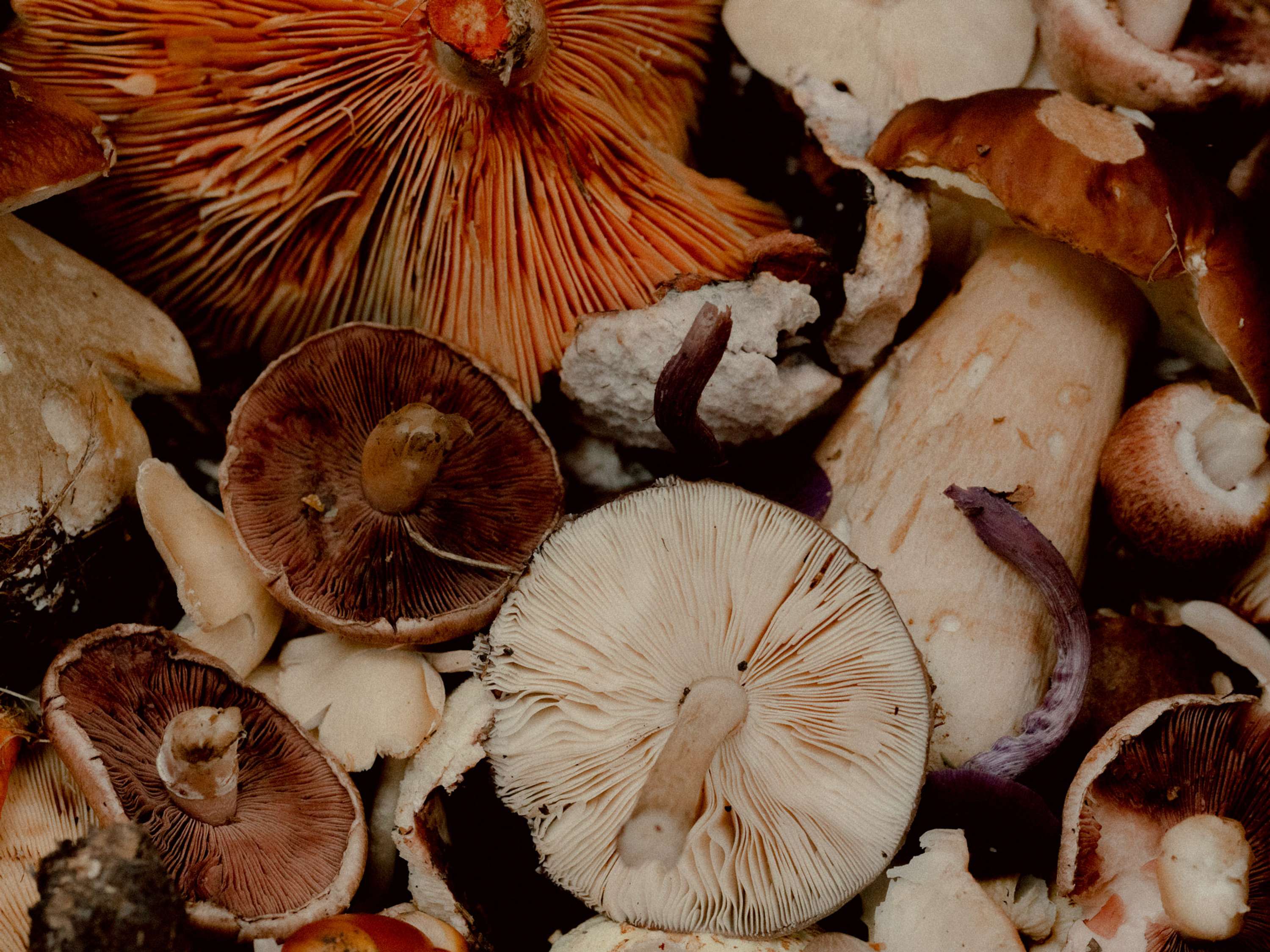 Foraging & Feasting by Jenna Foxton
