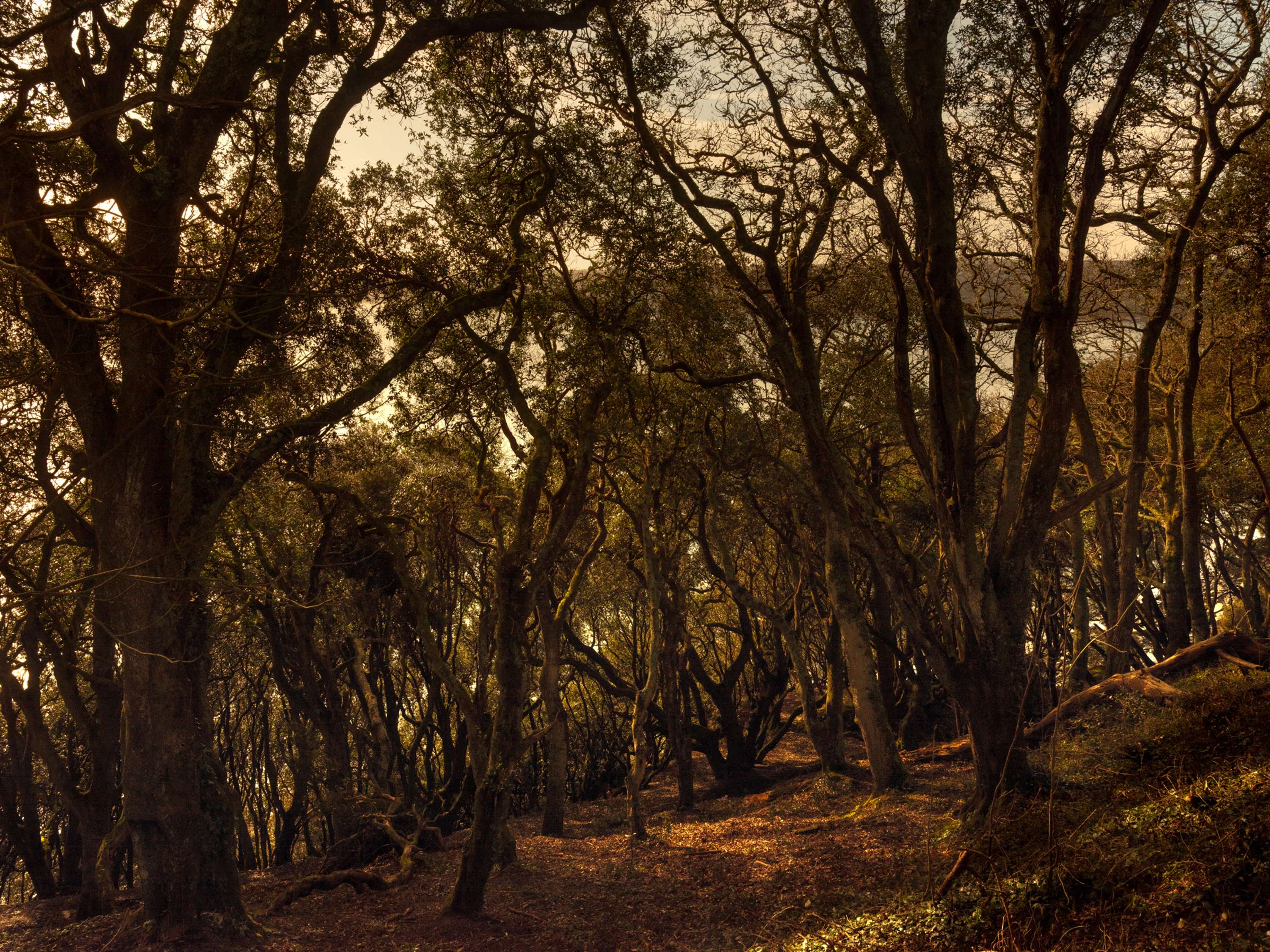 Foraging & Feasting by Jenna Foxton