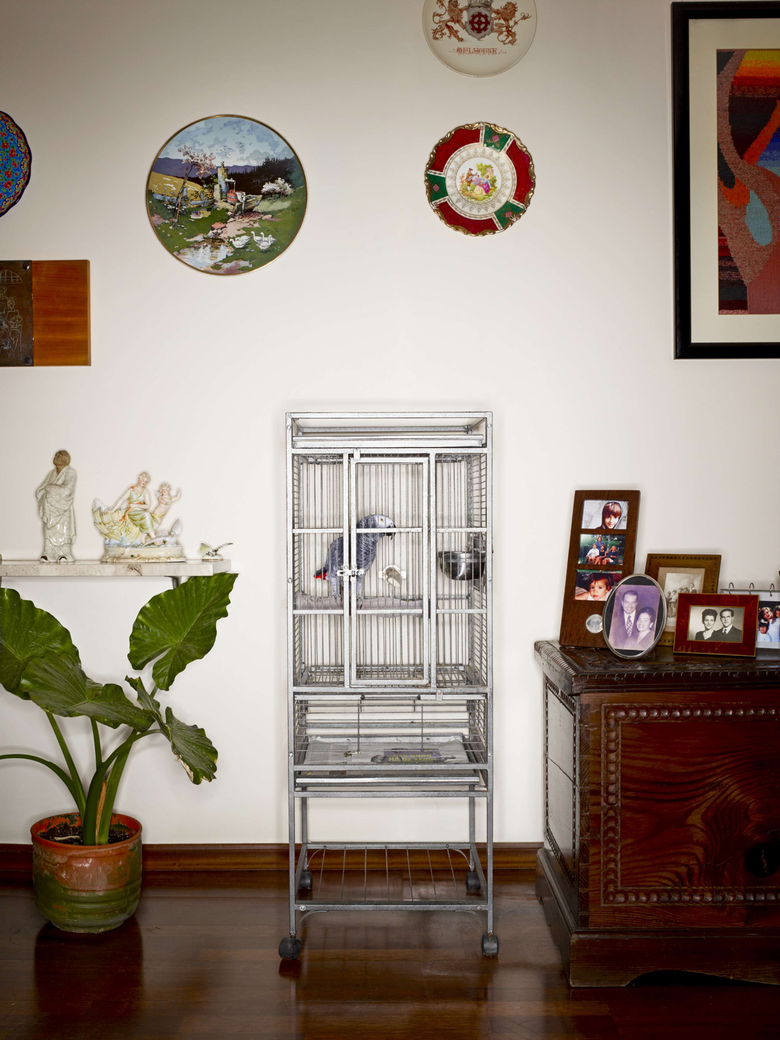 Bird Cages by jasper white
