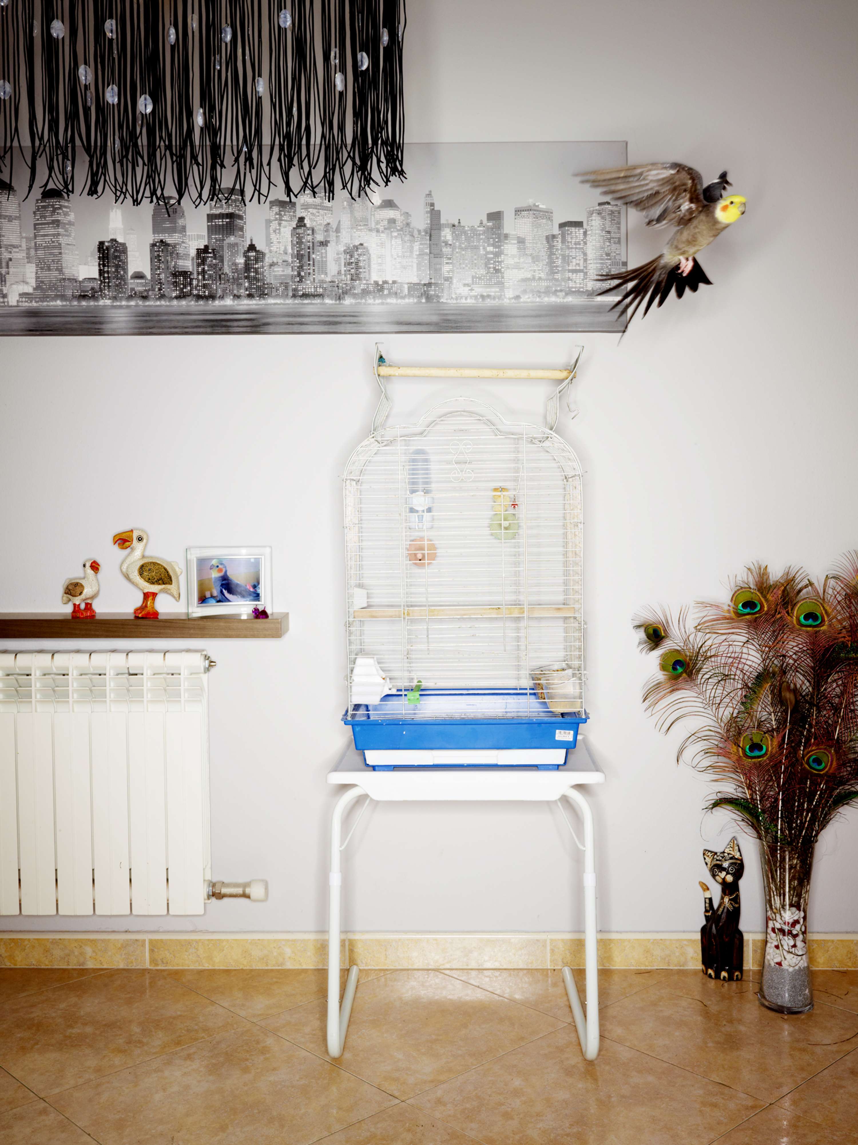 Bird Cages by jasper white