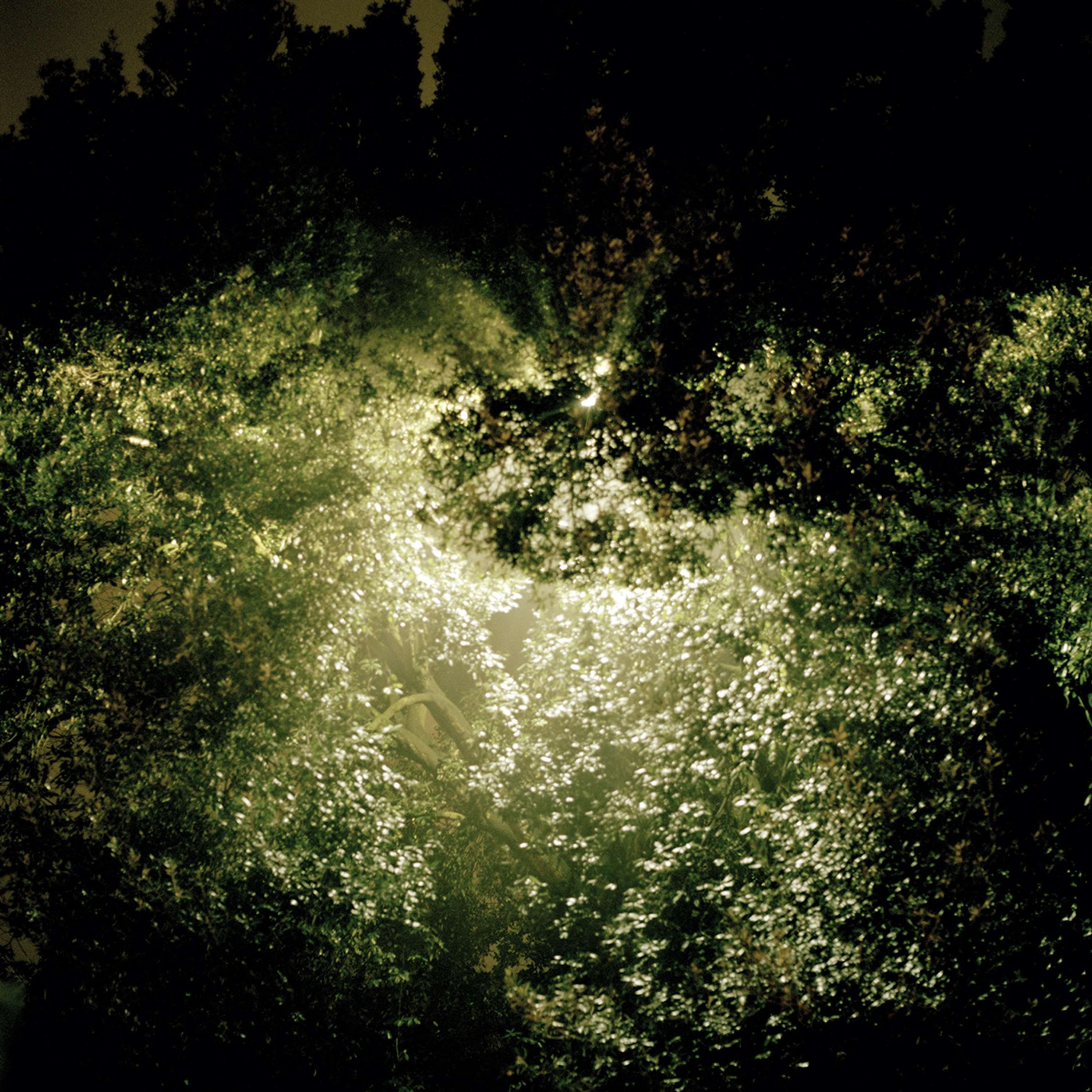 Loops and Echoes by Nina B Winter
