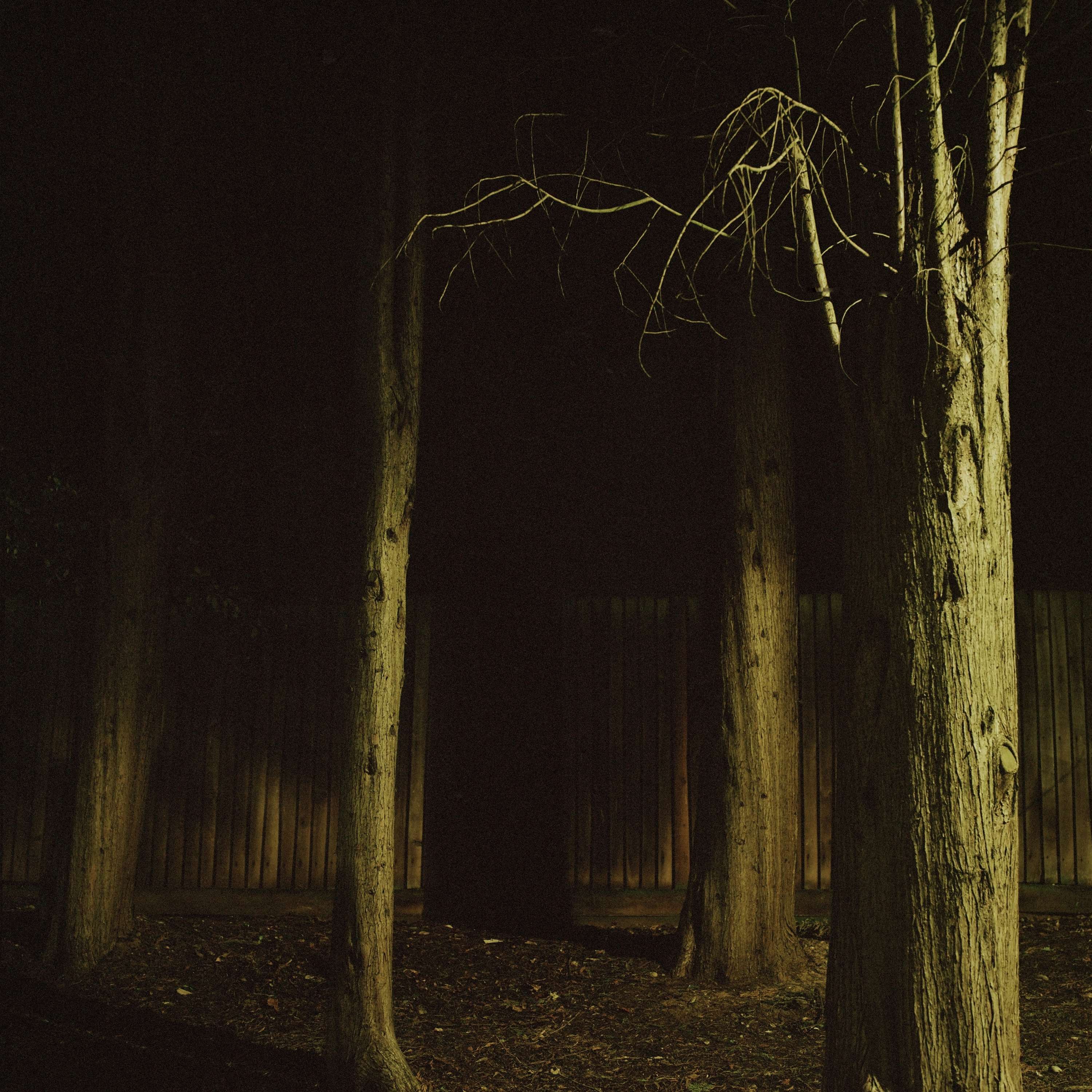 Loops and Echoes by Nina B Winter