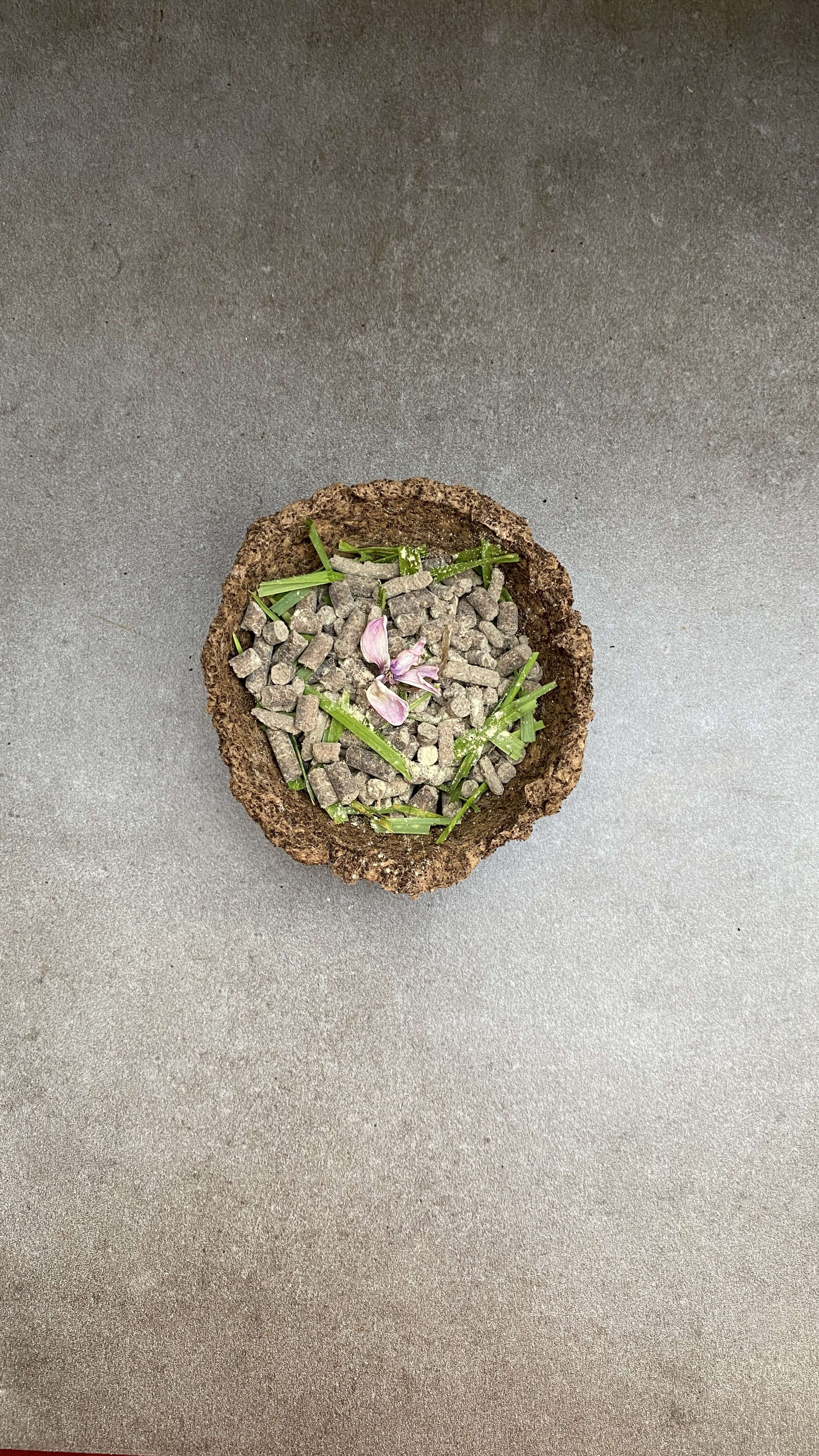 Supper With Soil by Arina Shokouhi
