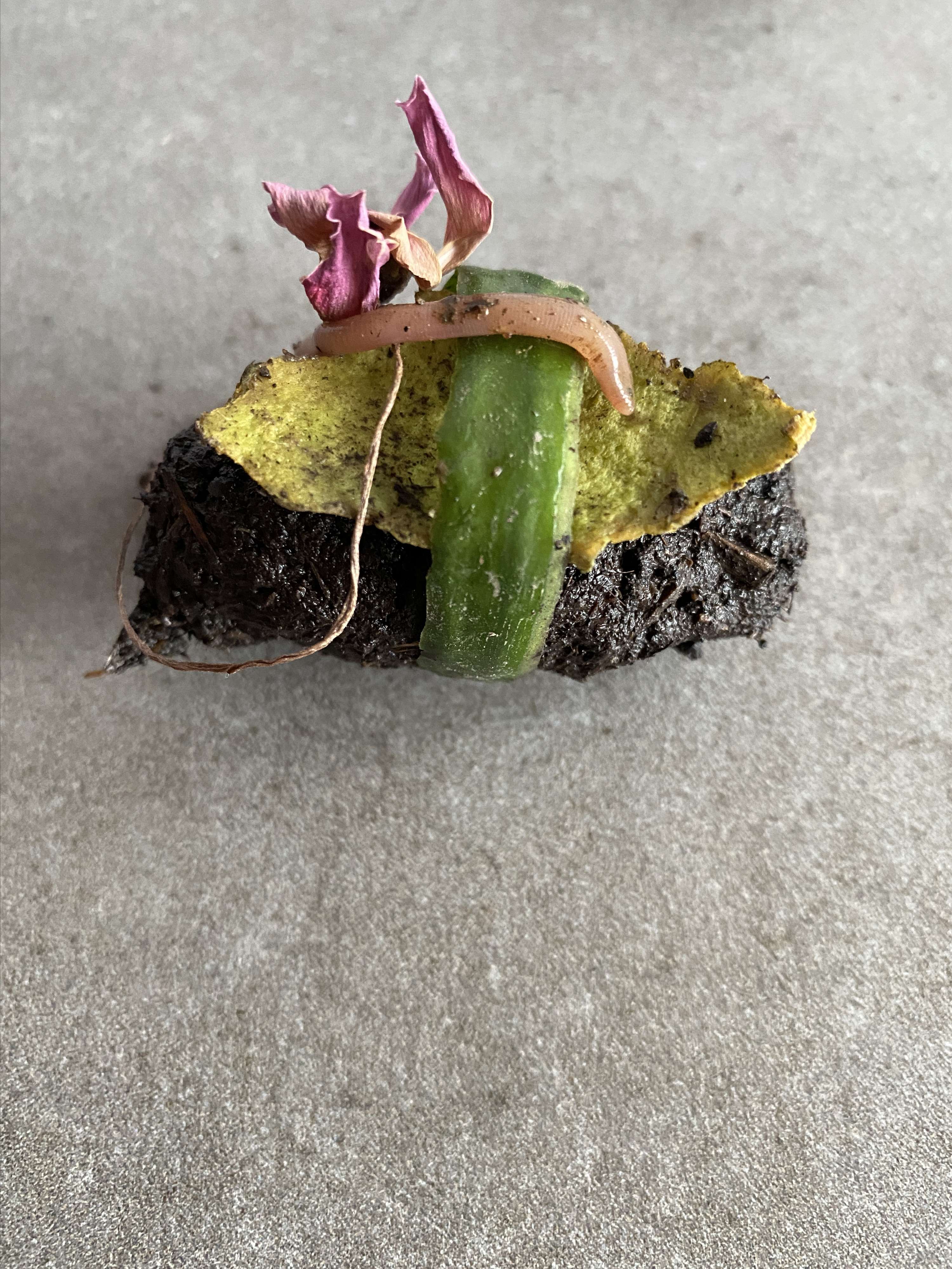 Supper With Soil by Arina Shokouhi