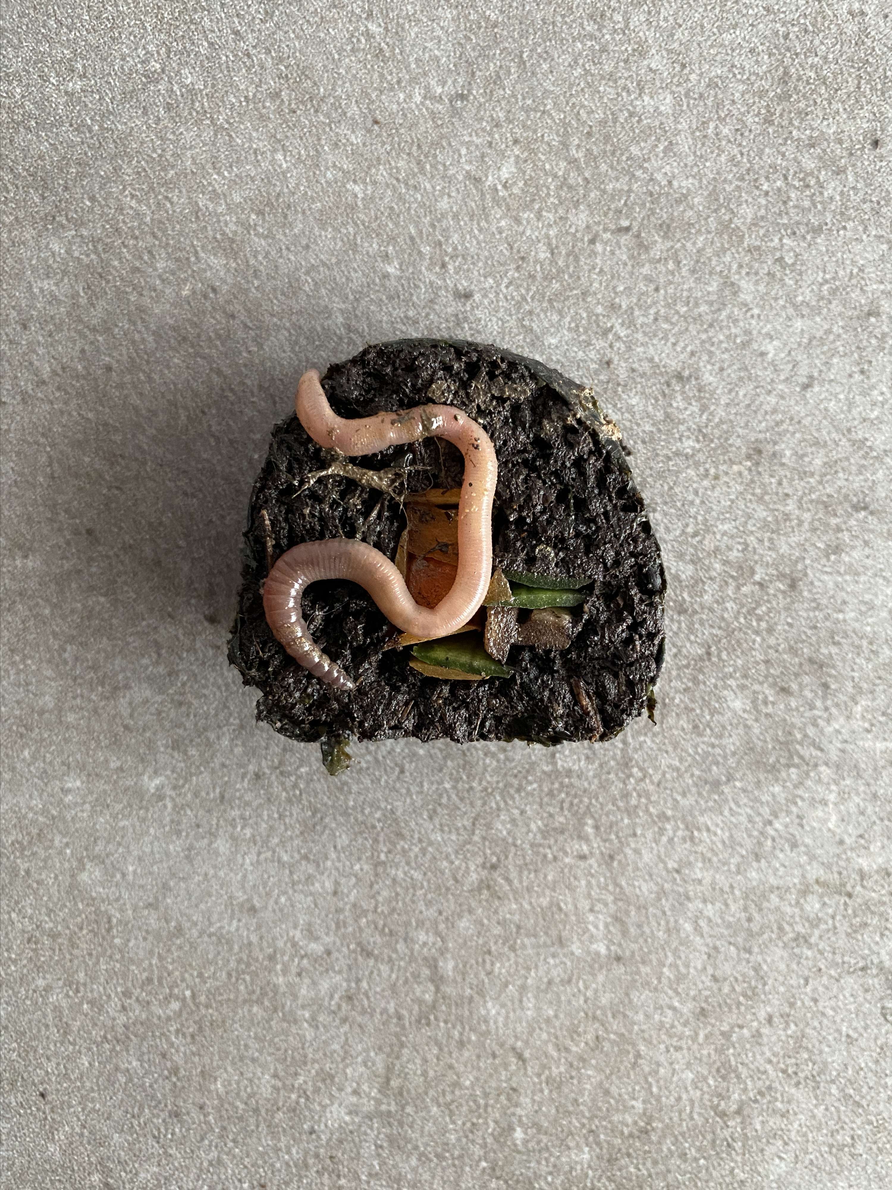 Supper With Soil by Arina Shokouhi