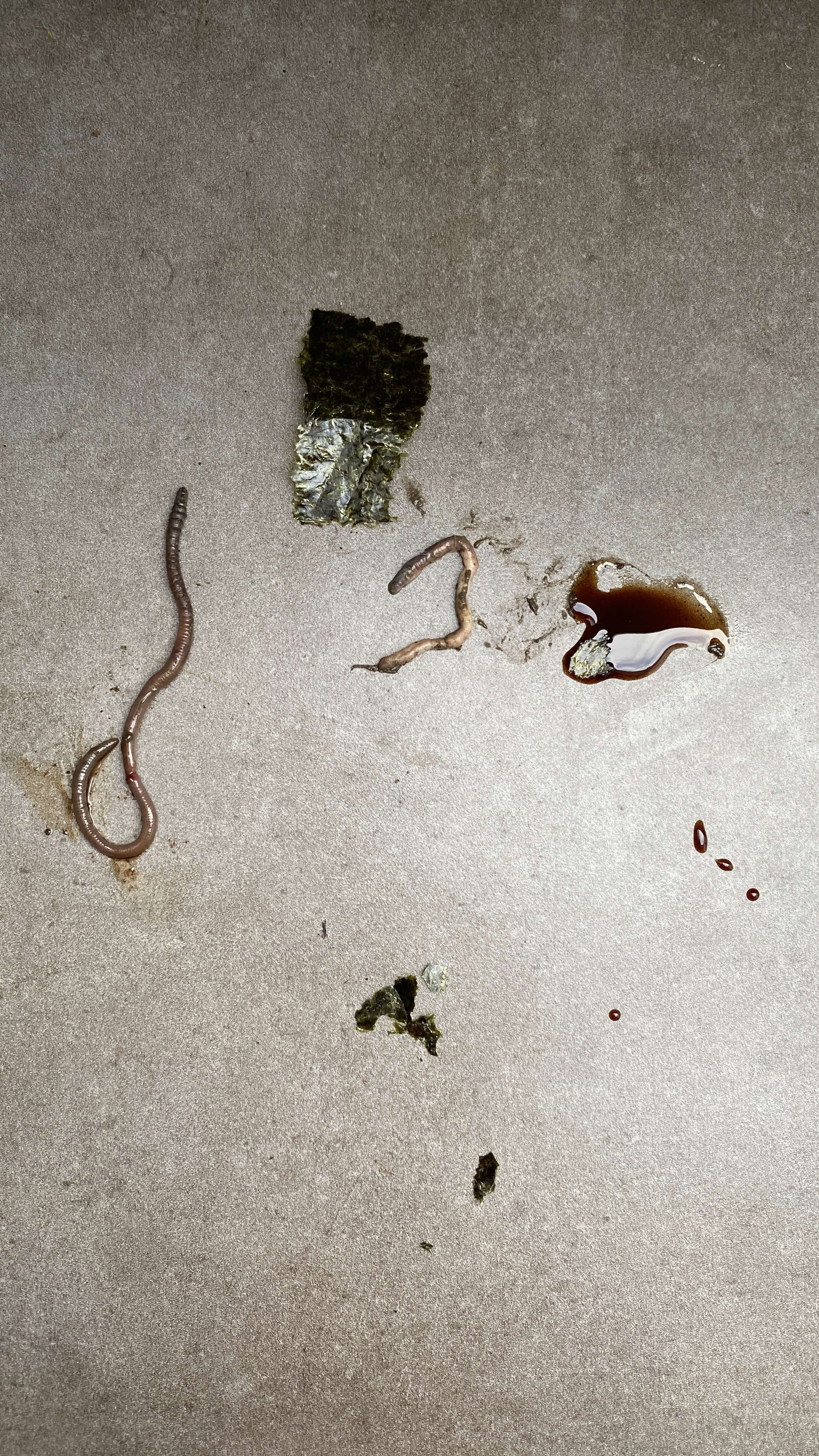 Supper With Soil by Arina Shokouhi