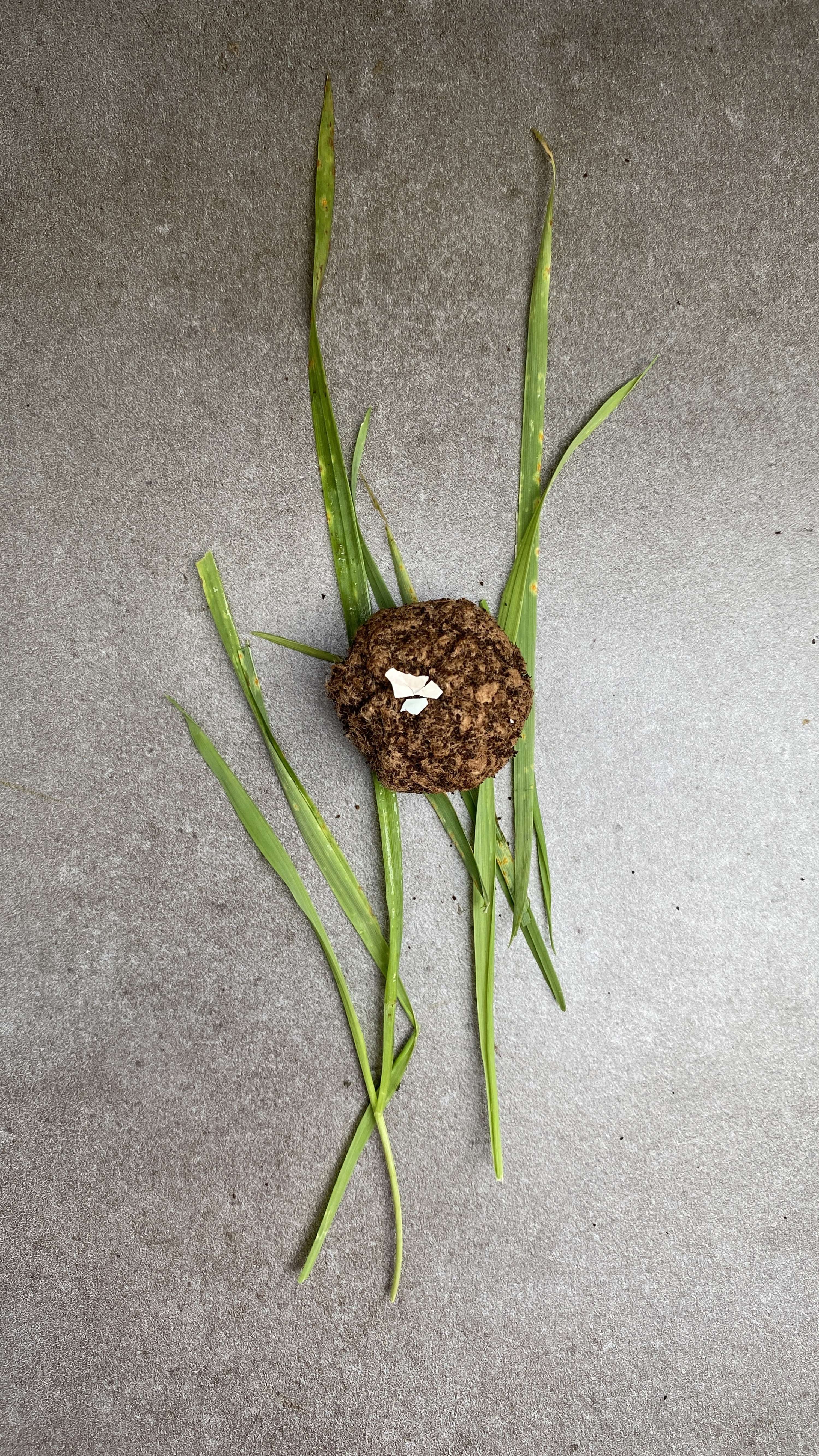 Supper With Soil by Arina Shokouhi