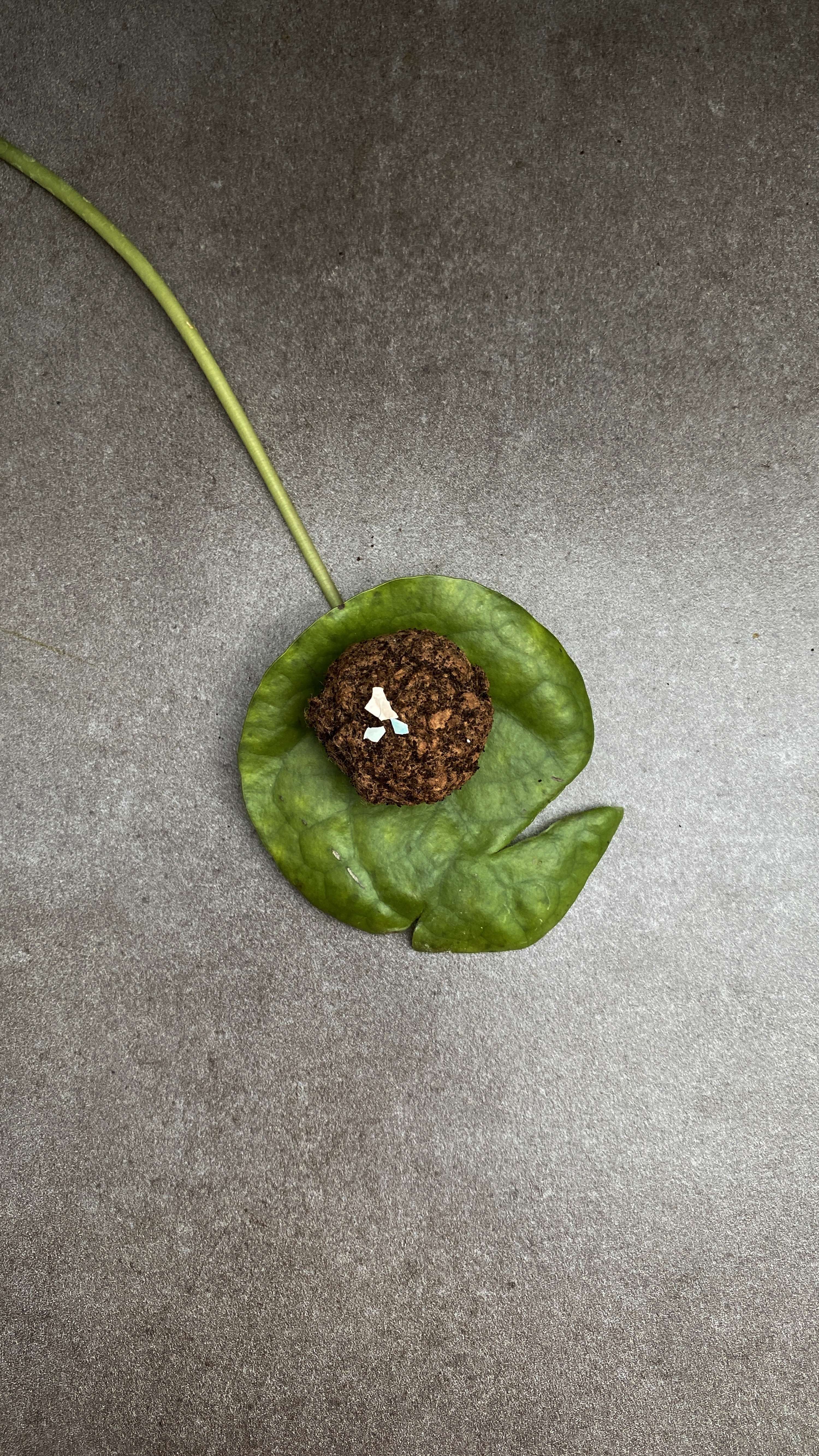 Supper With Soil by Arina Shokouhi